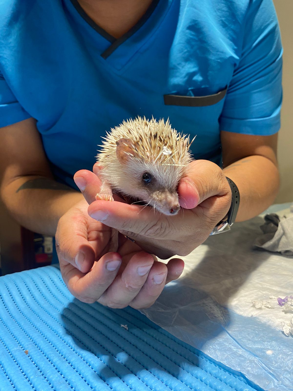 zoommum veterinaria — foto 3