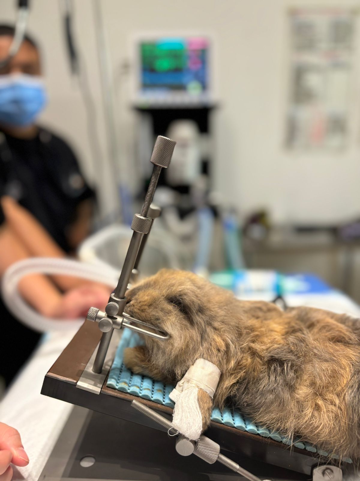 zoommum veterinaria — foto 4