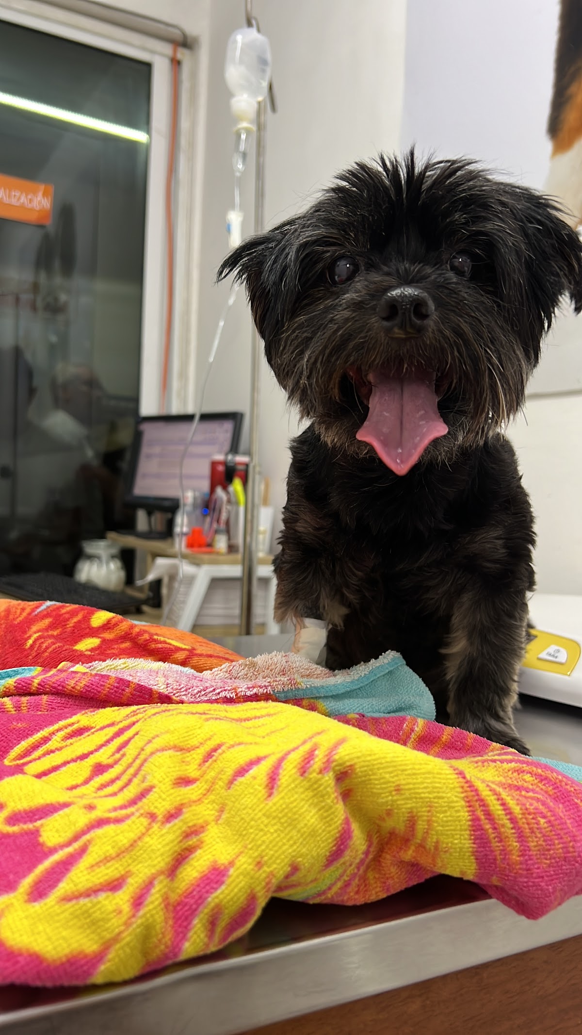 MISIÓN ANIMAL — foto 2