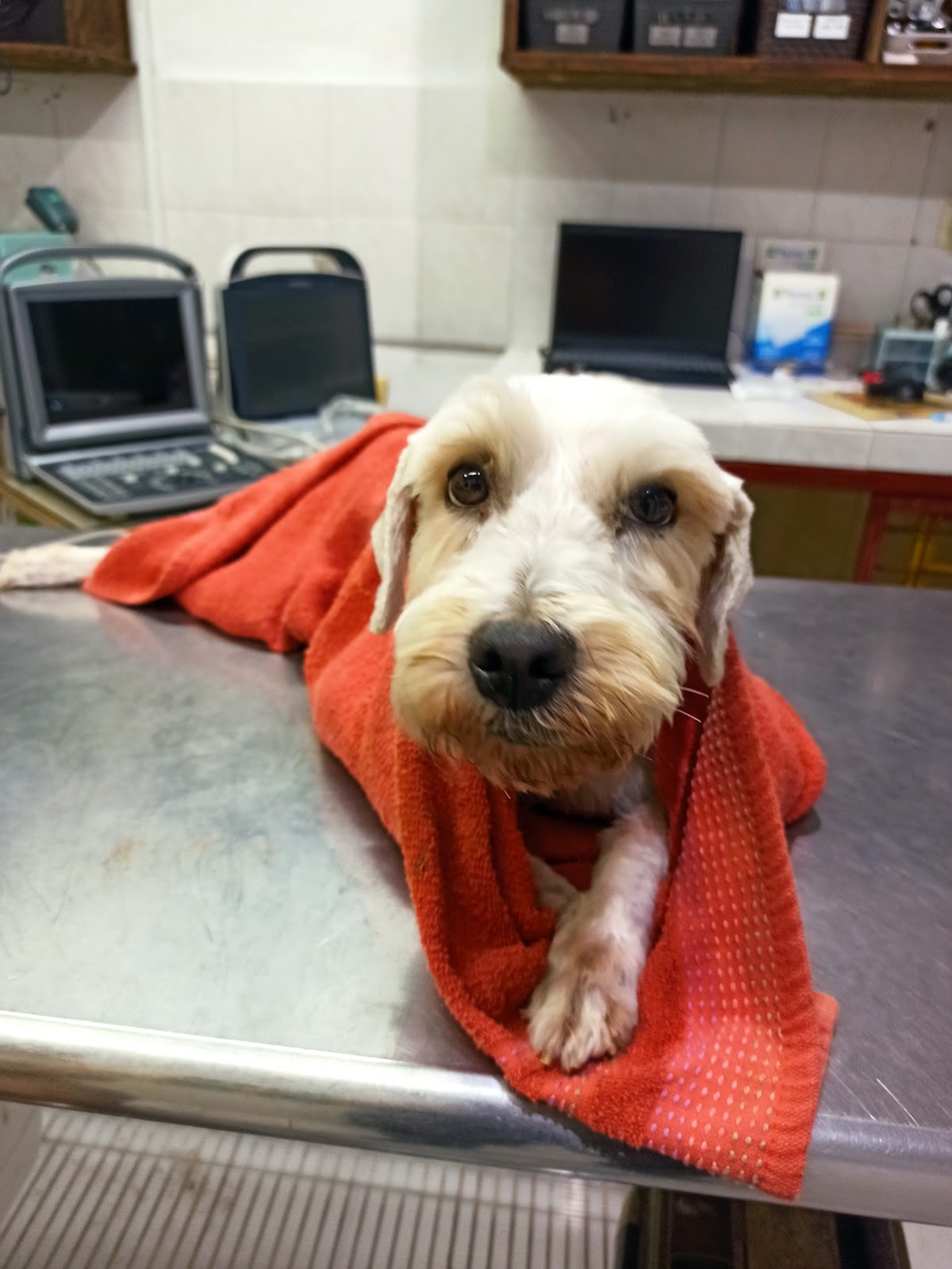 MISIÓN ANIMAL — foto 3
