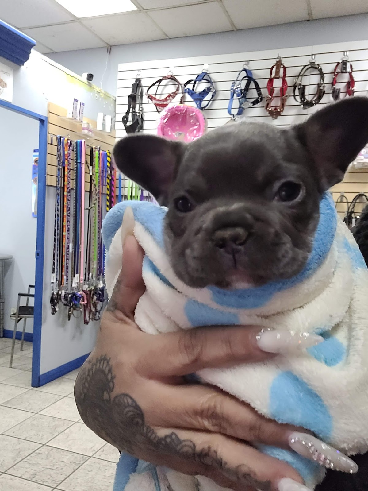 Veterinaria Gutiérrez — foto 4