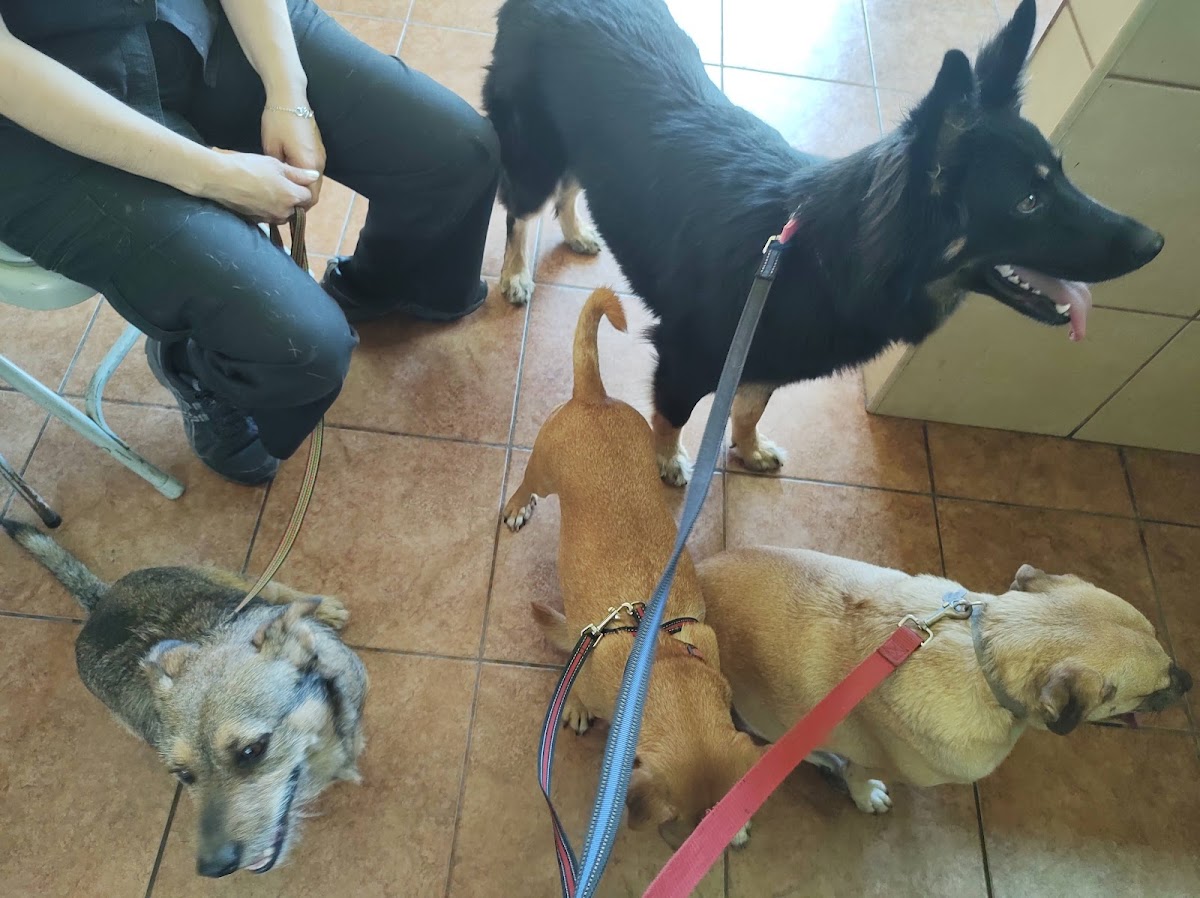 Consultorio Veterinario Dyd — foto 2