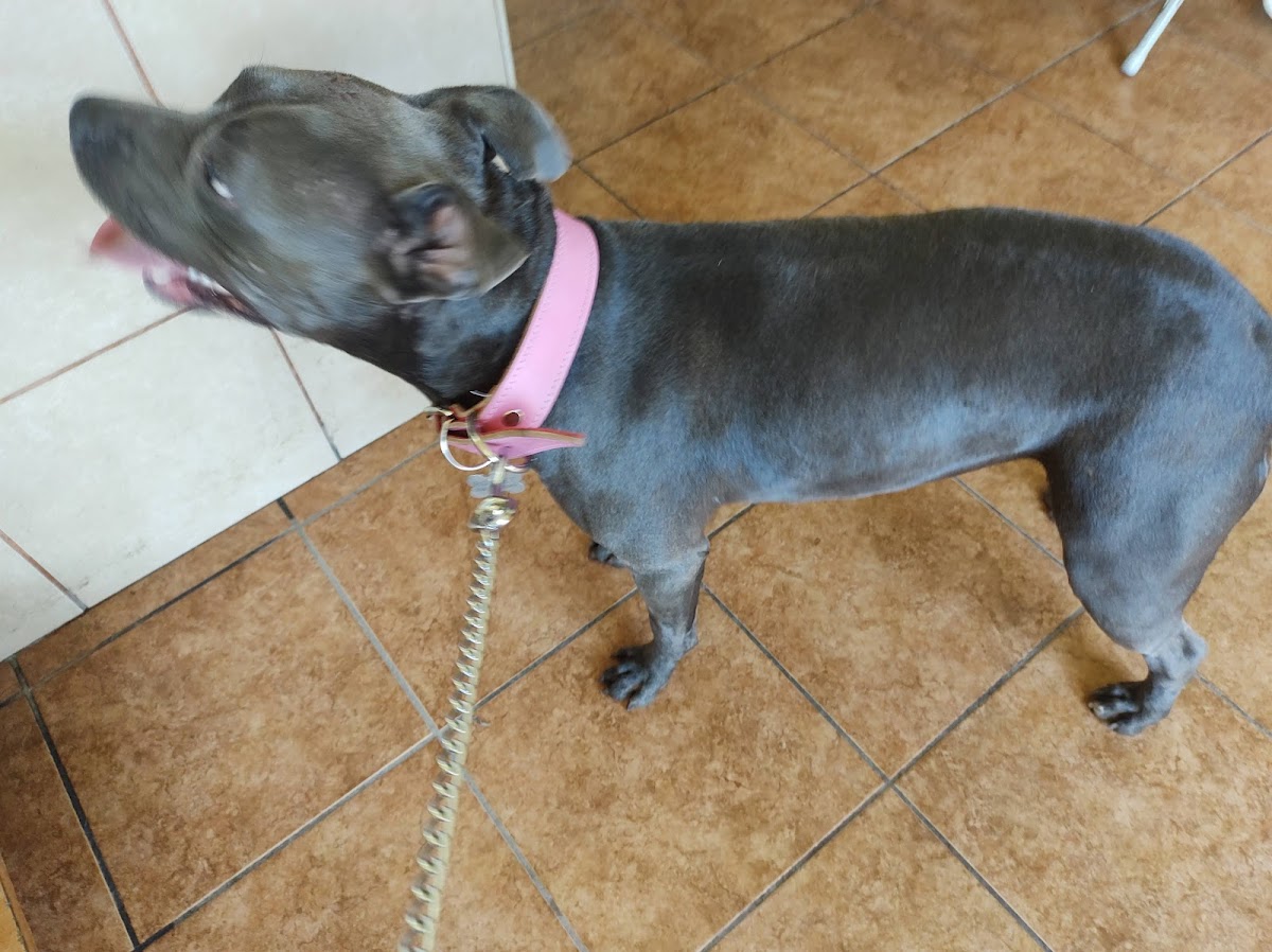 Consultorio Veterinario Dyd — foto 3