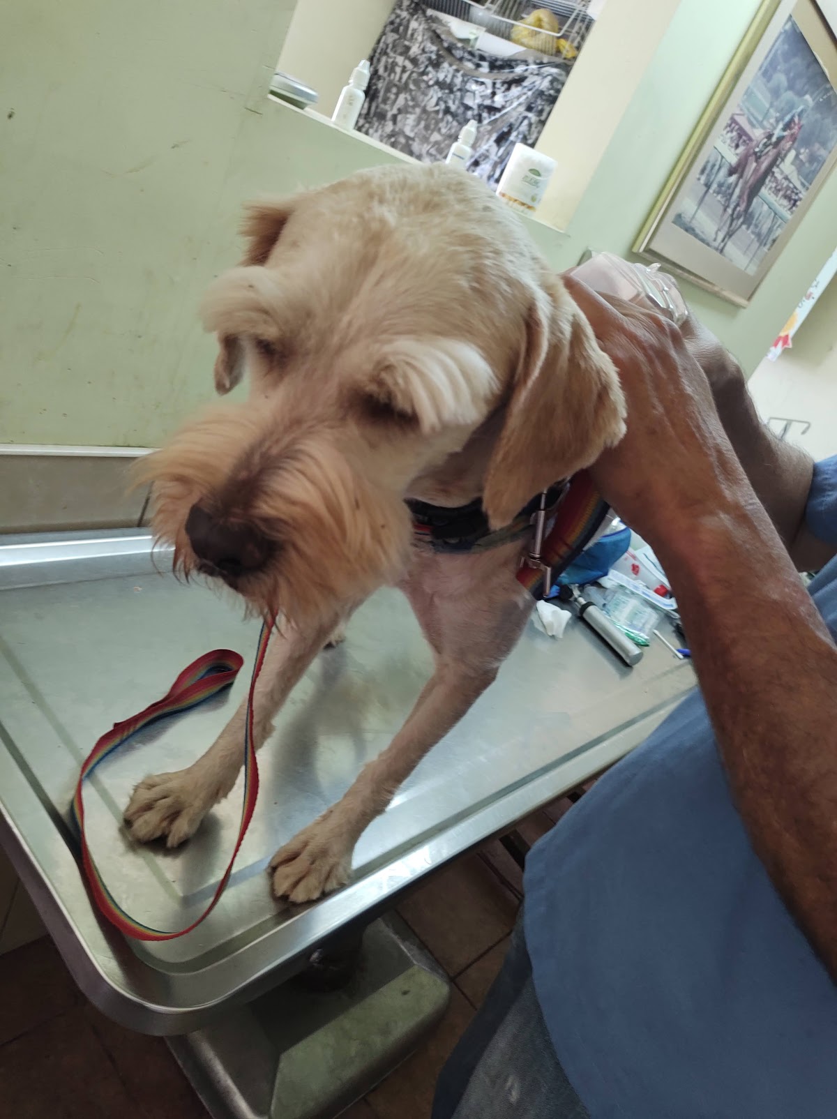 Consultorio Veterinario Dyd — foto 4