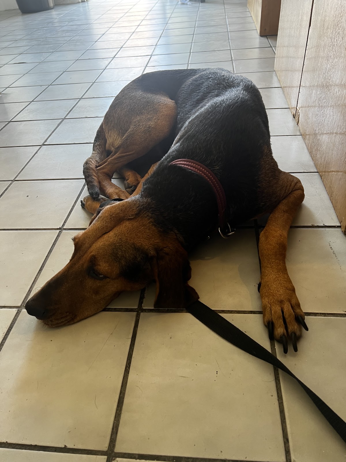 VETERINARIA TRAVIZ — foto 4