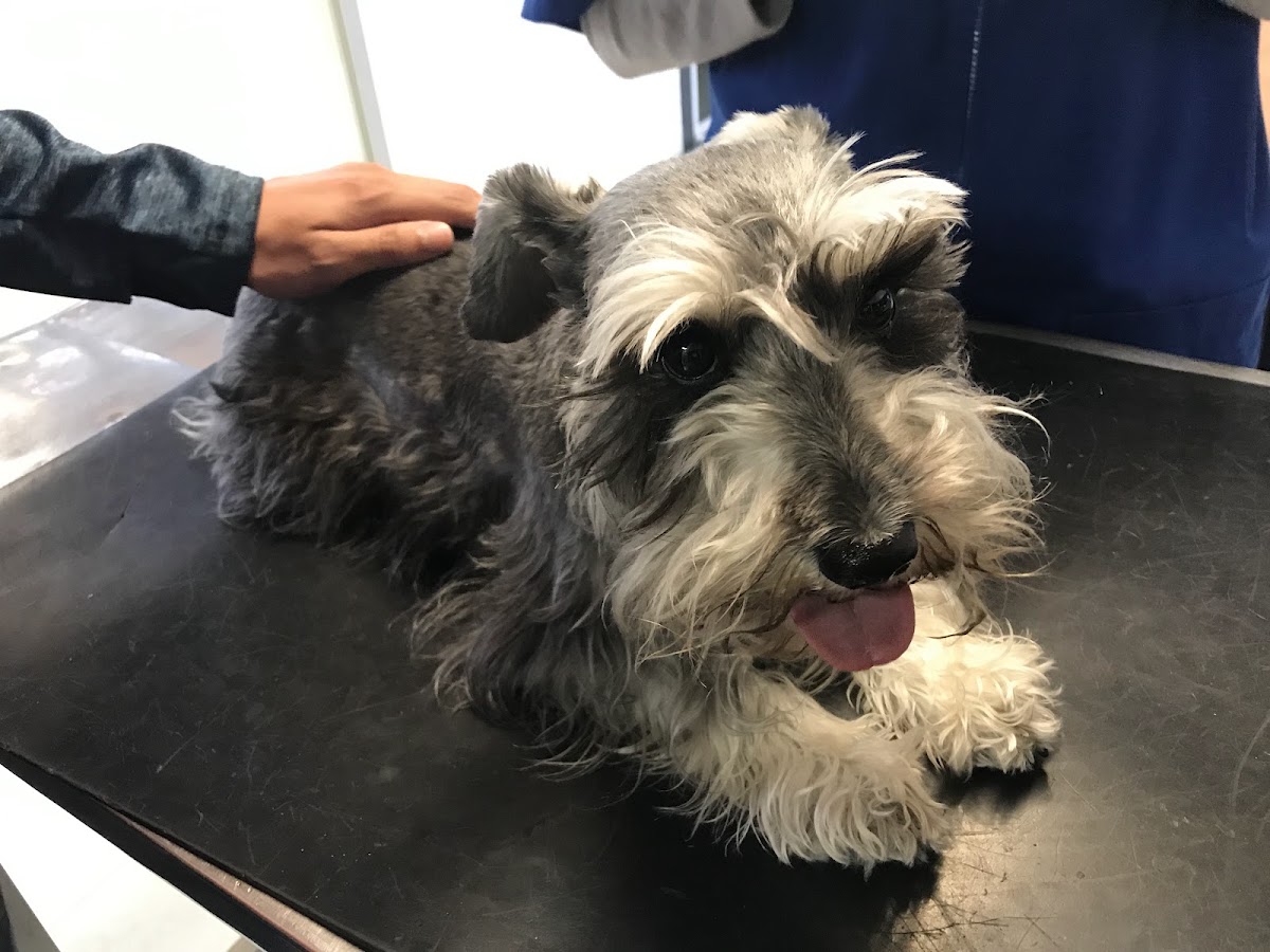 Hospital Veterinario de Cholula — foto 2