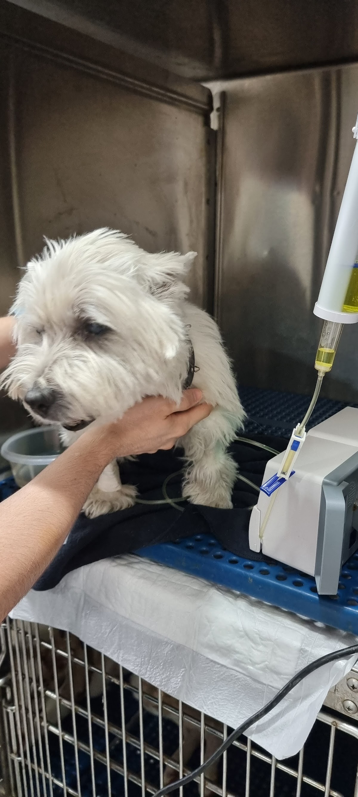 Sierra Madre Hospital Veterinario — foto 2