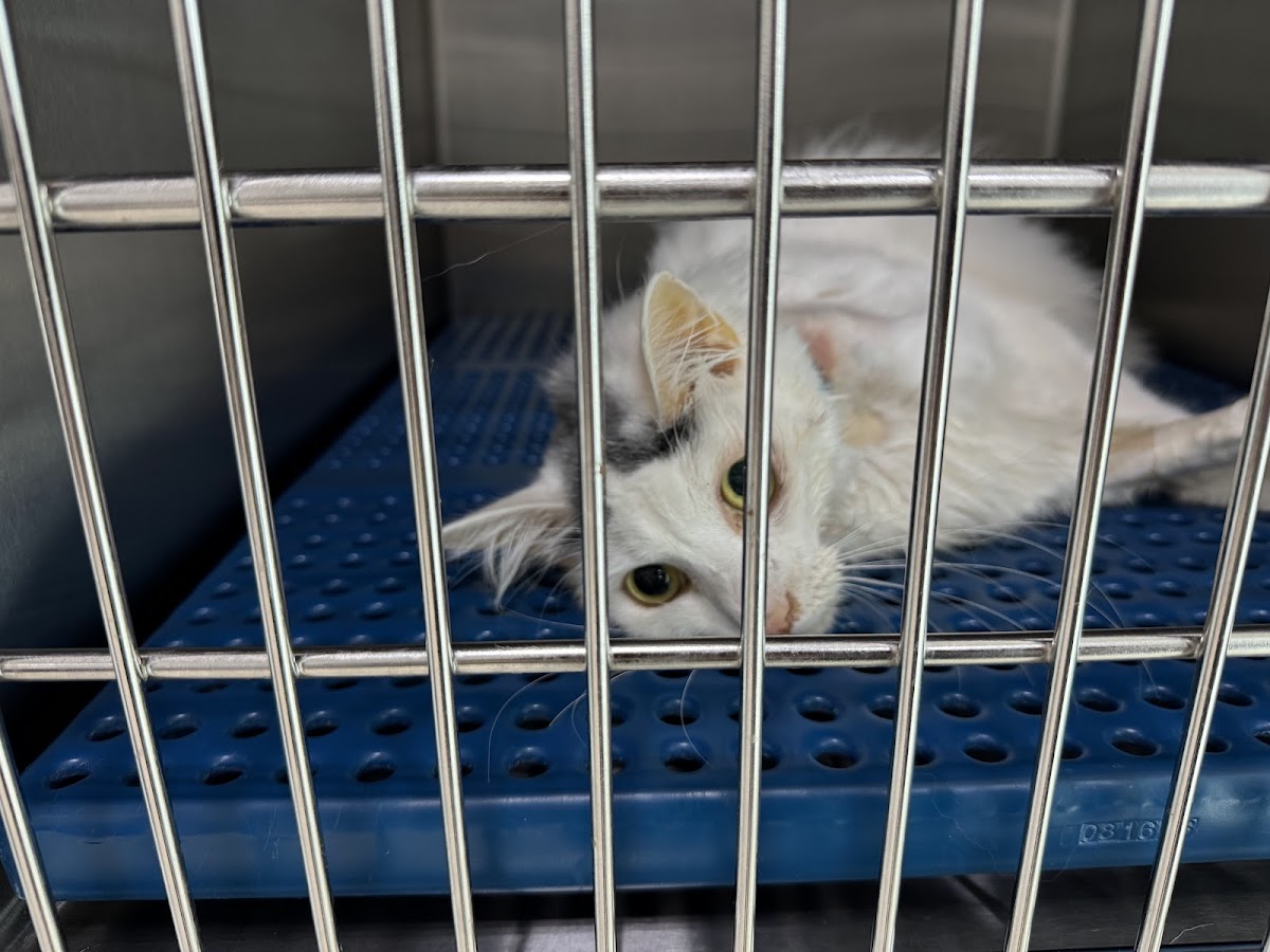 Sierra Madre Hospital Veterinario — foto 3