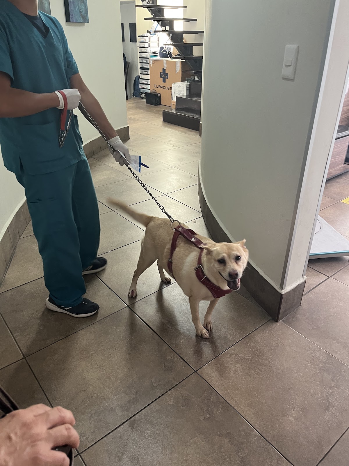 Sierra Madre Hospital Veterinario — foto 4