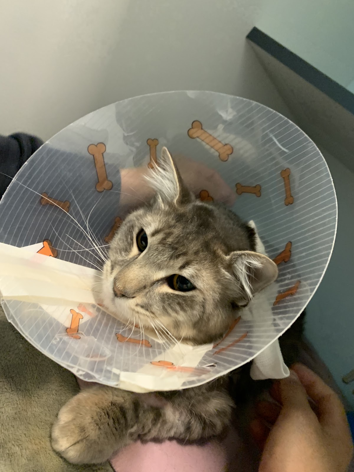 CENTRO VETERINARIO PUEBLA (Hospital Veterinario en Puebla) — foto 2