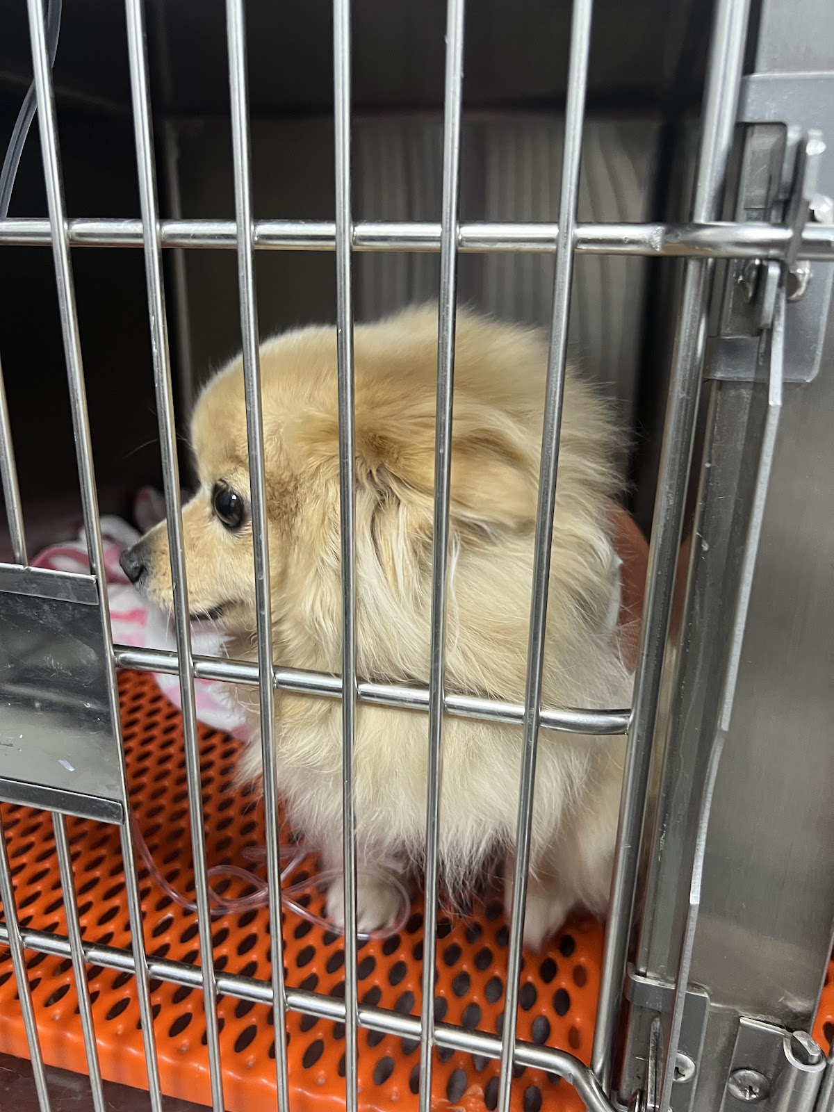 CENTRO VETERINARIO PUEBLA (Hospital Veterinario en Puebla) — foto 3