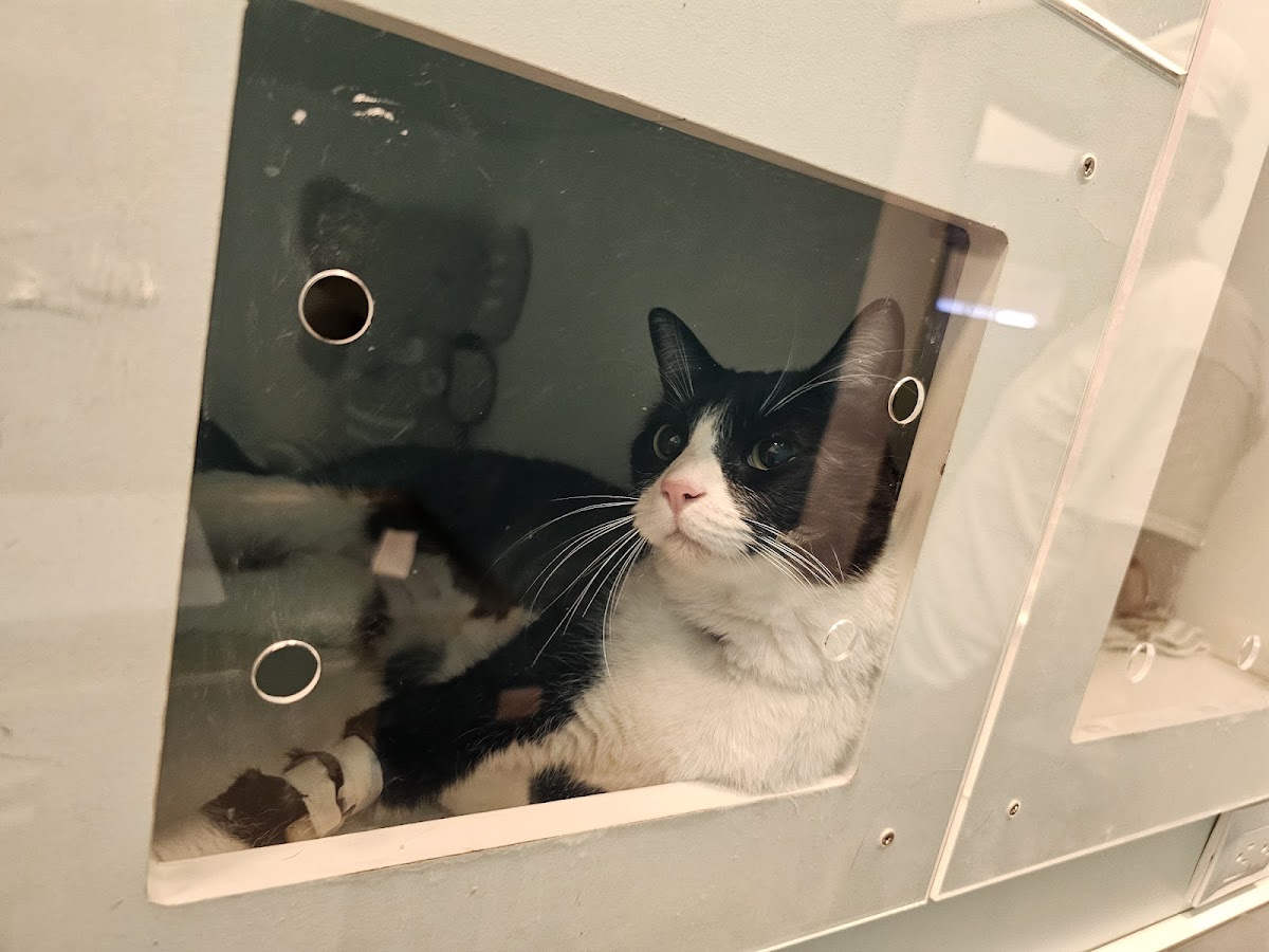 CENTRO VETERINARIO PUEBLA (Hospital Veterinario en Puebla) — foto 4