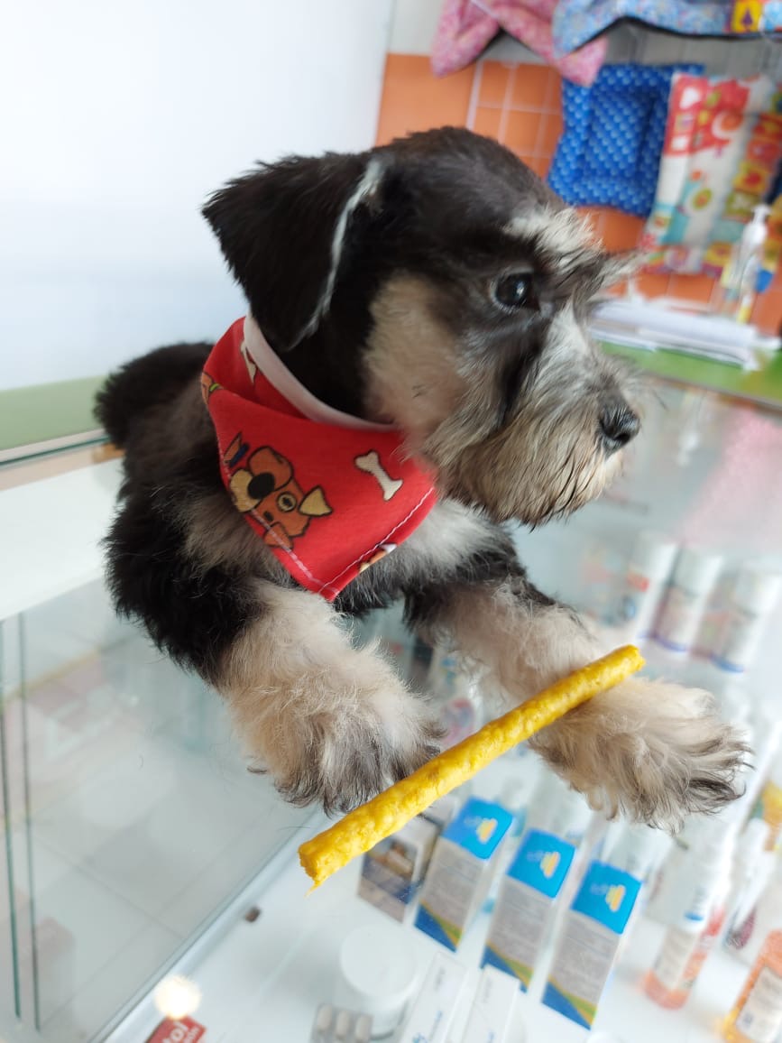 Veterinaria y Estética Canina Spa Canes — foto 2