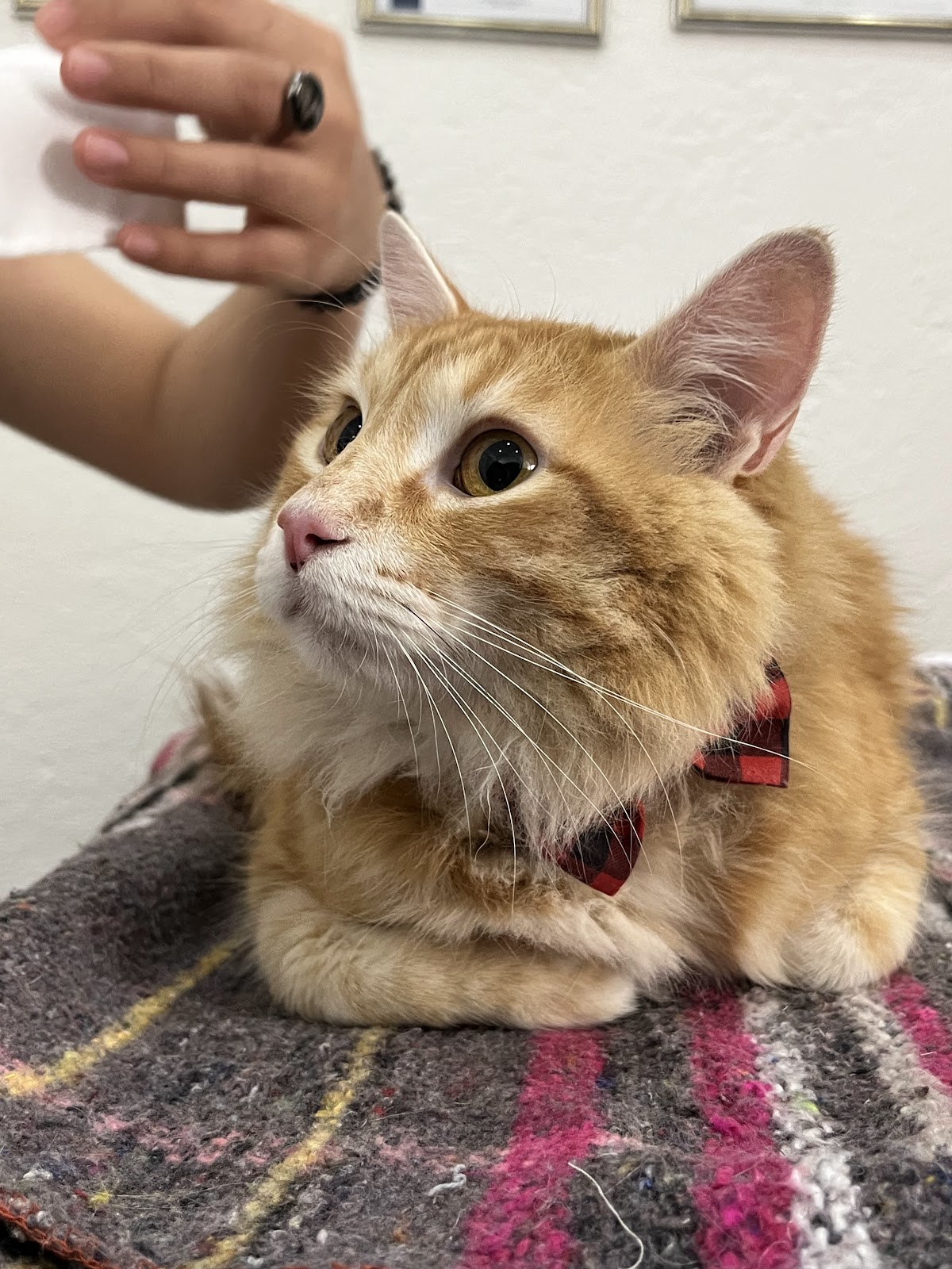 Centro Veterinario Kanan — foto 2