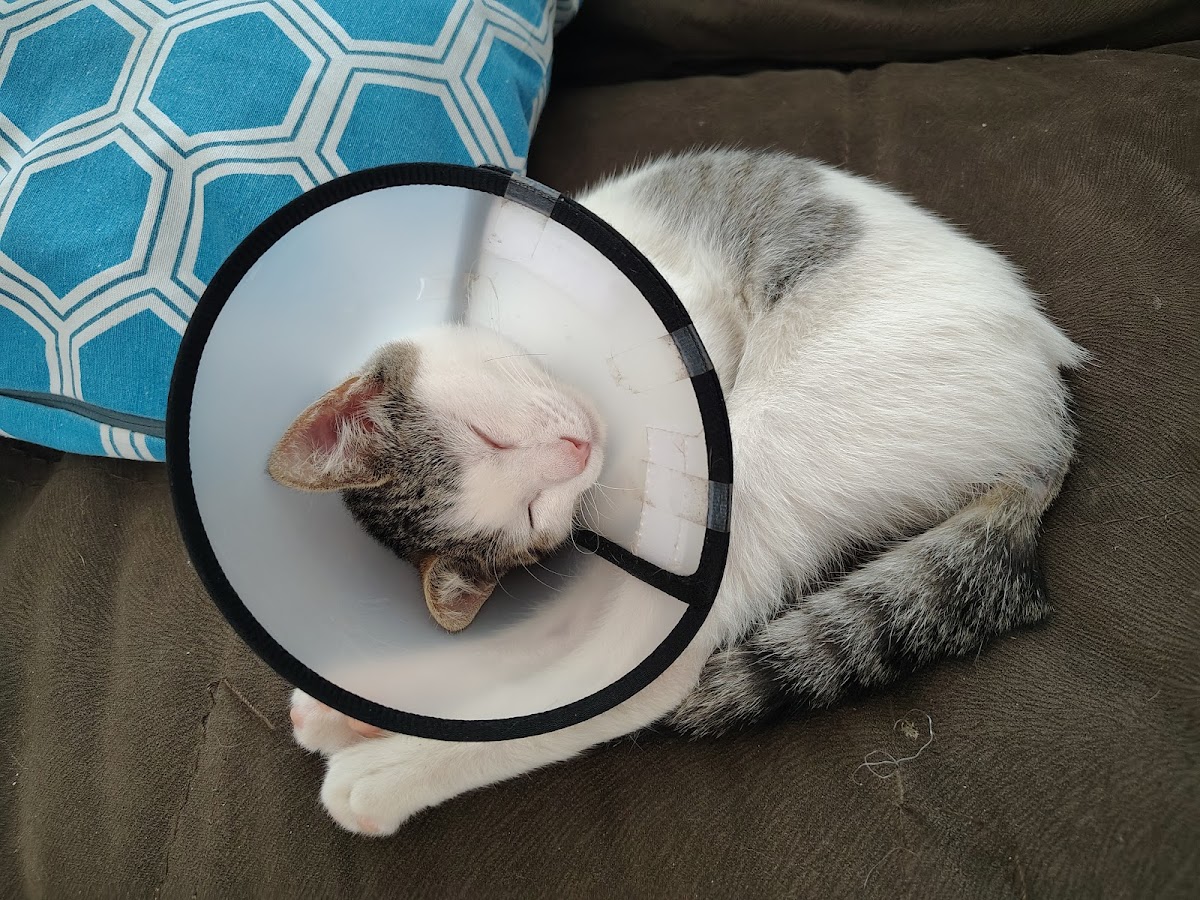Centro Veterinario Kanan — foto 4