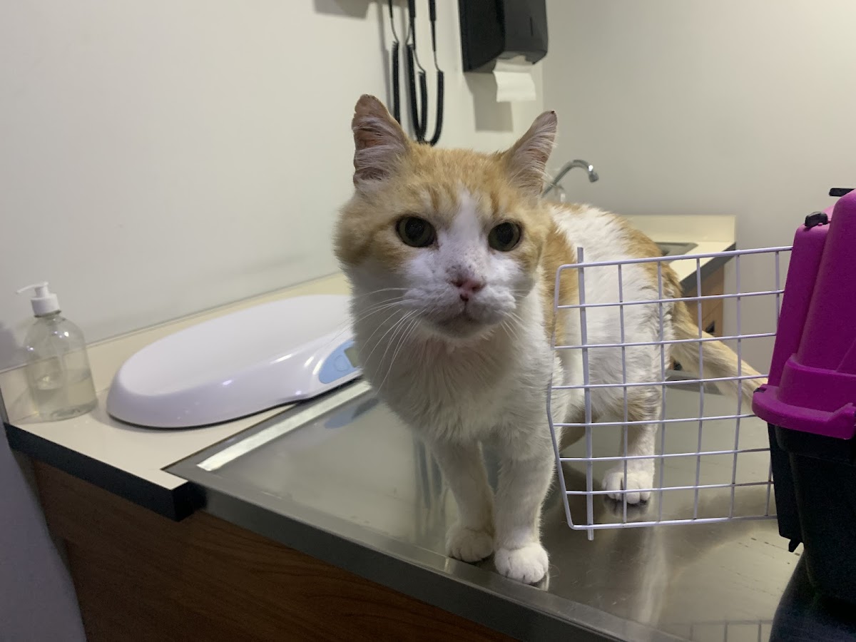 MIAU & GUAU Grupo Veterinario — foto 2