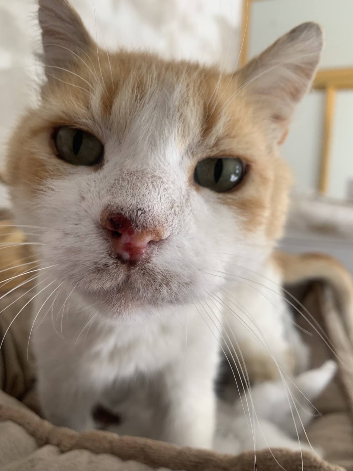 MIAU & GUAU Grupo Veterinario — foto 3