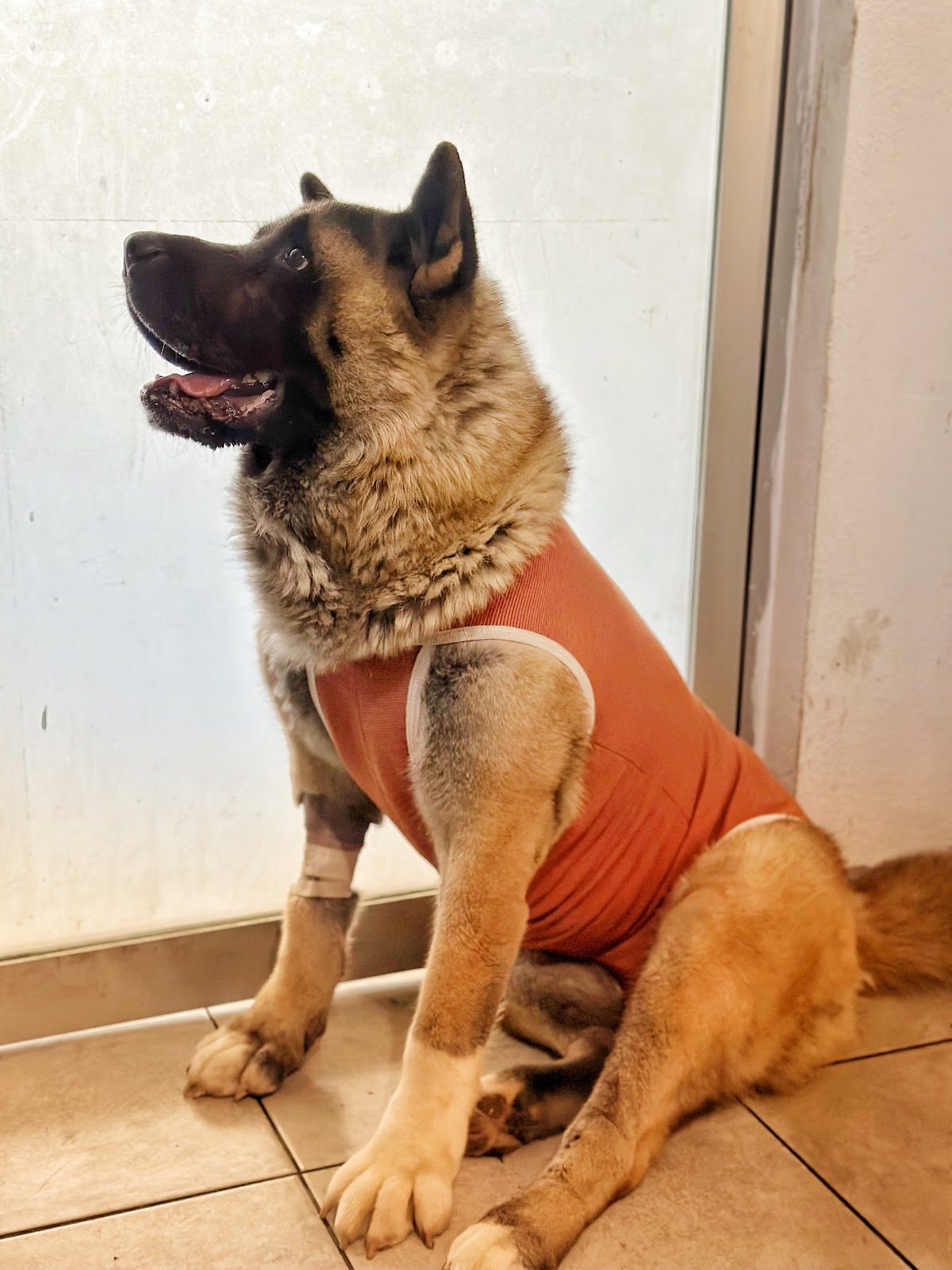 Hospital de Especialidades Veterinarias — foto 2