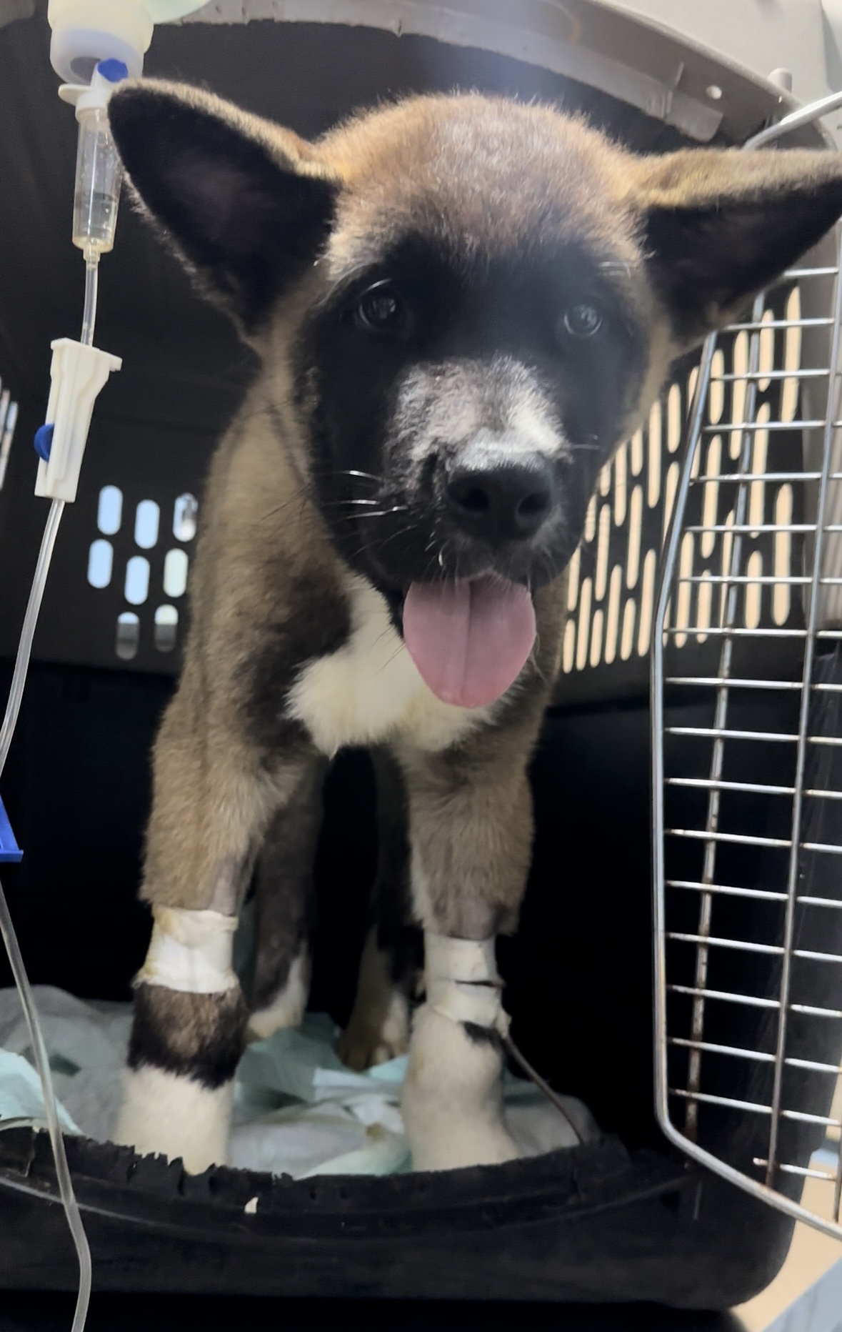 Hospital de Especialidades Veterinarias — foto 3