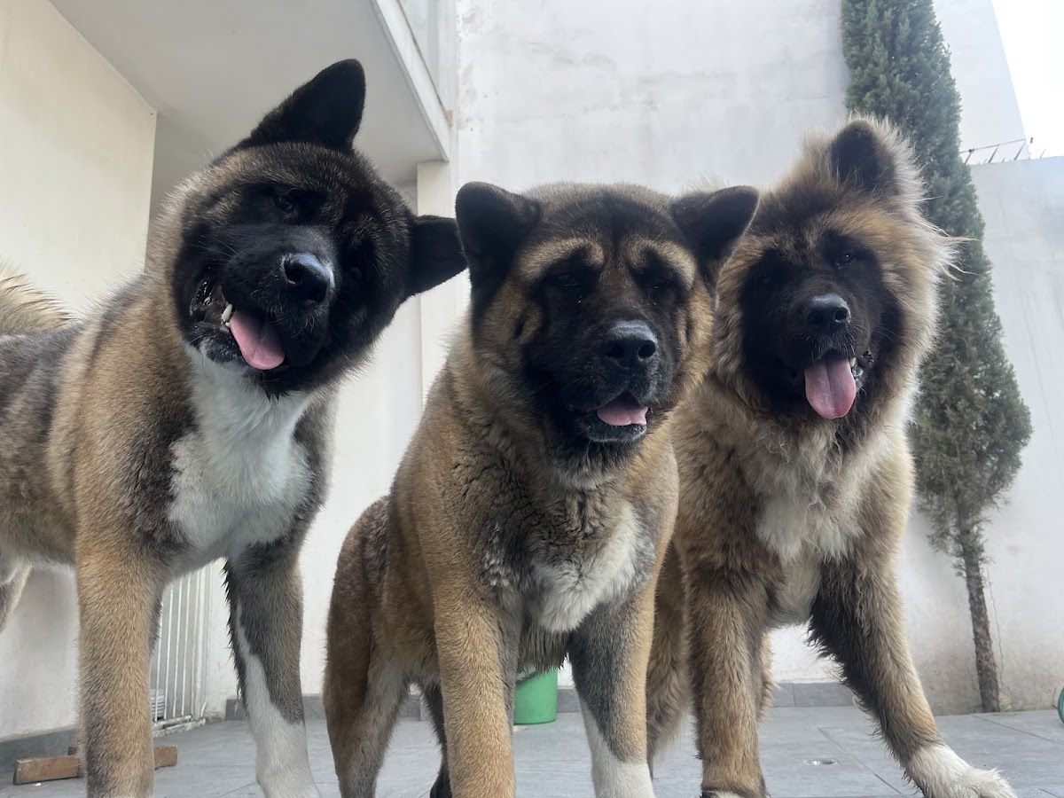 Hospital de Especialidades Veterinarias — foto 4