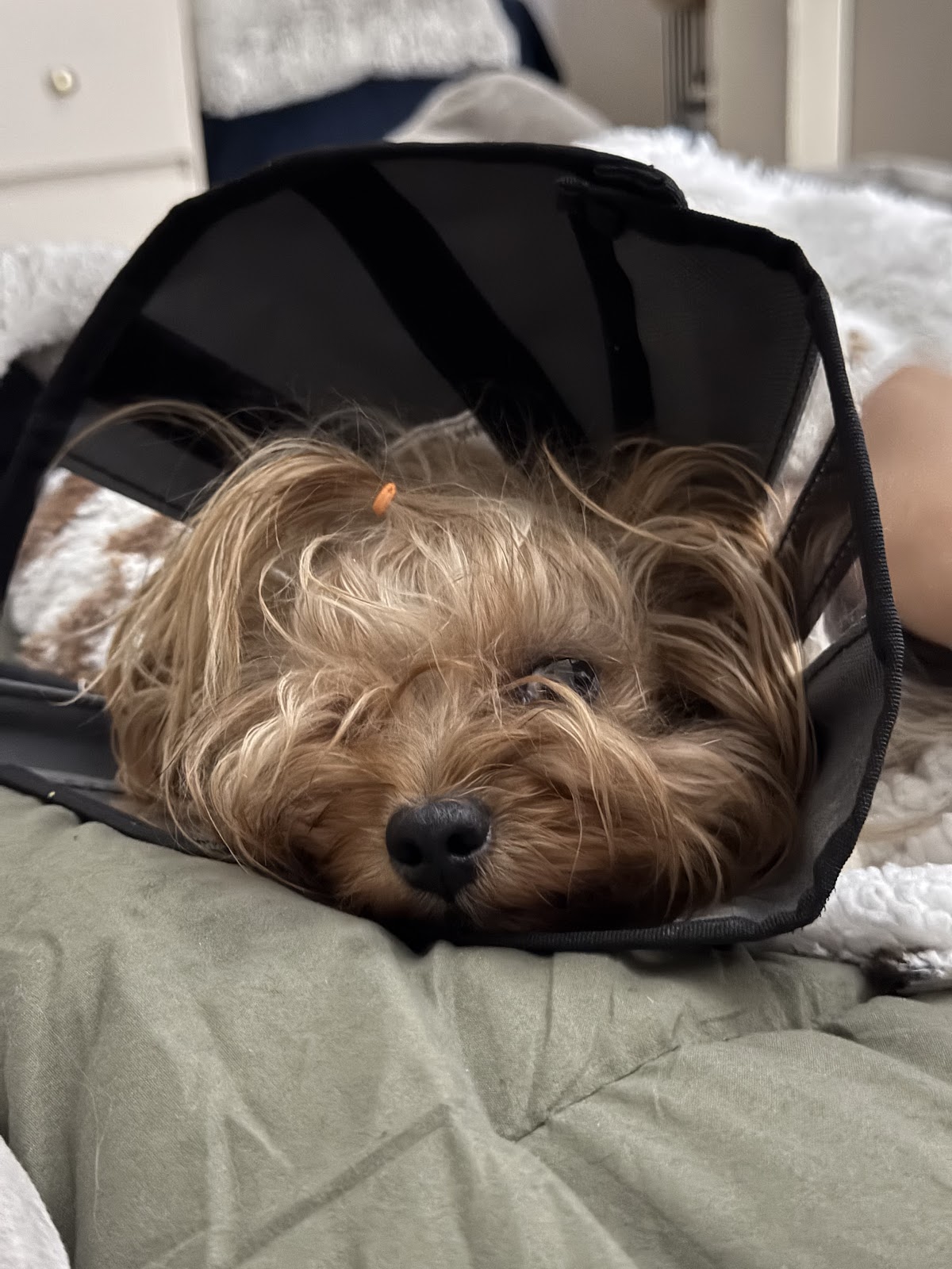 Healthy Pets Clínica Veterinaria — foto 4