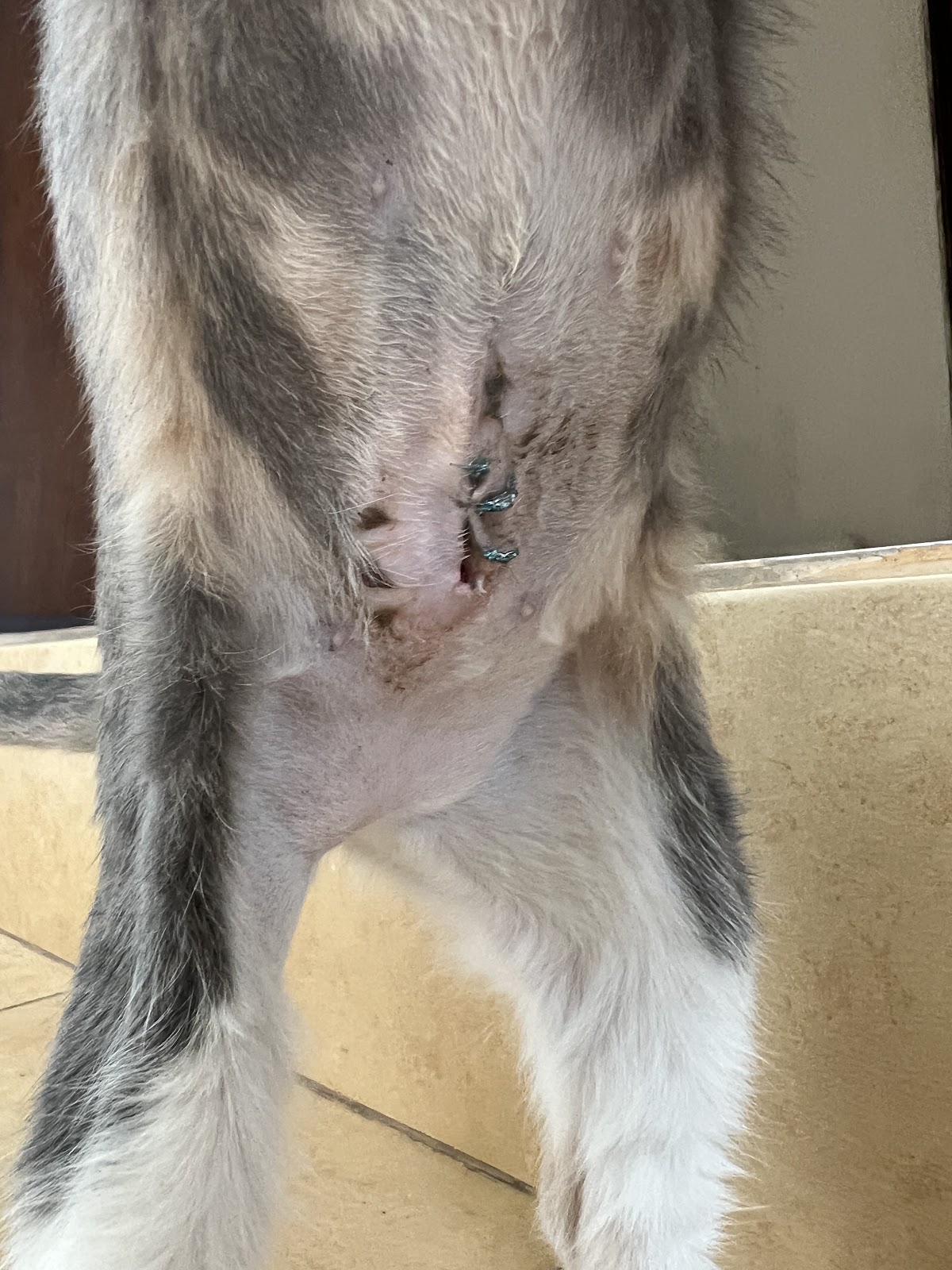Veterinaria Ani mall — foto 4
