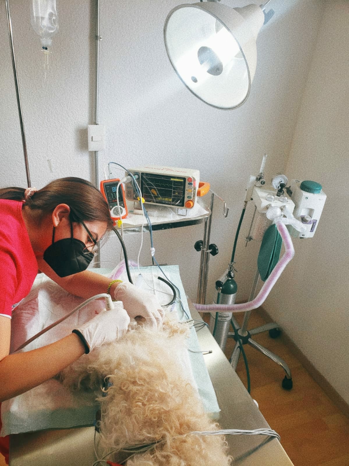 Hospital Veterinario "Paraíso Animal" — foto 4