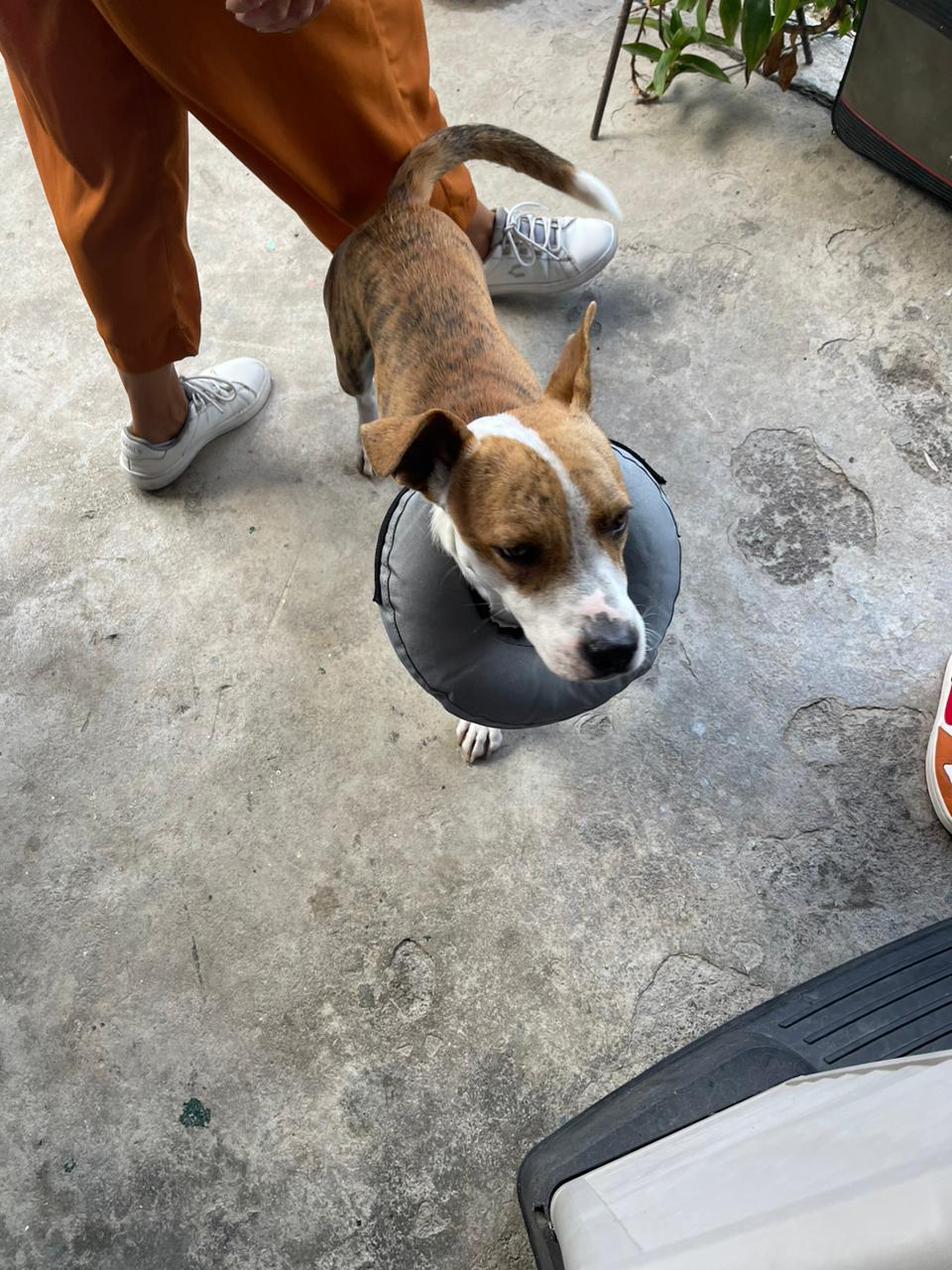 Bizoo Veterinaria — foto 2