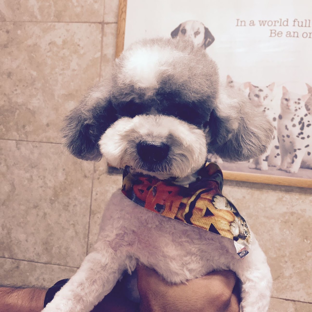 Bizoo Veterinaria — foto 3