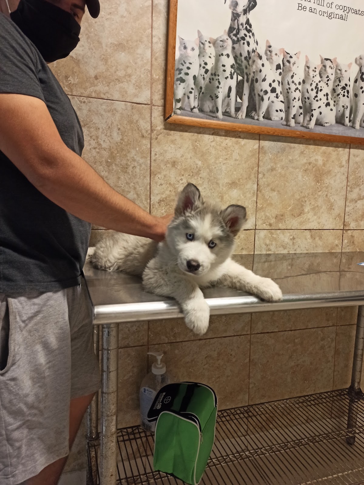 Bizoo Veterinaria — foto 4