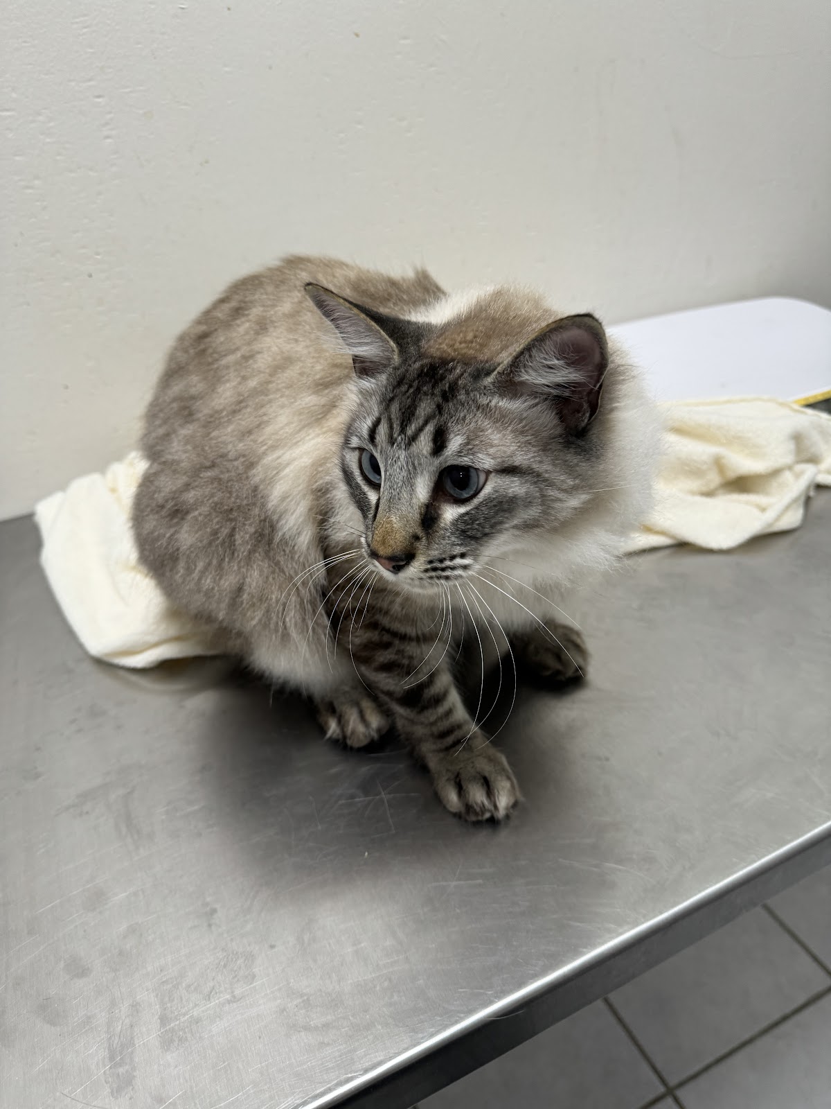 DICats clínica veterinaria