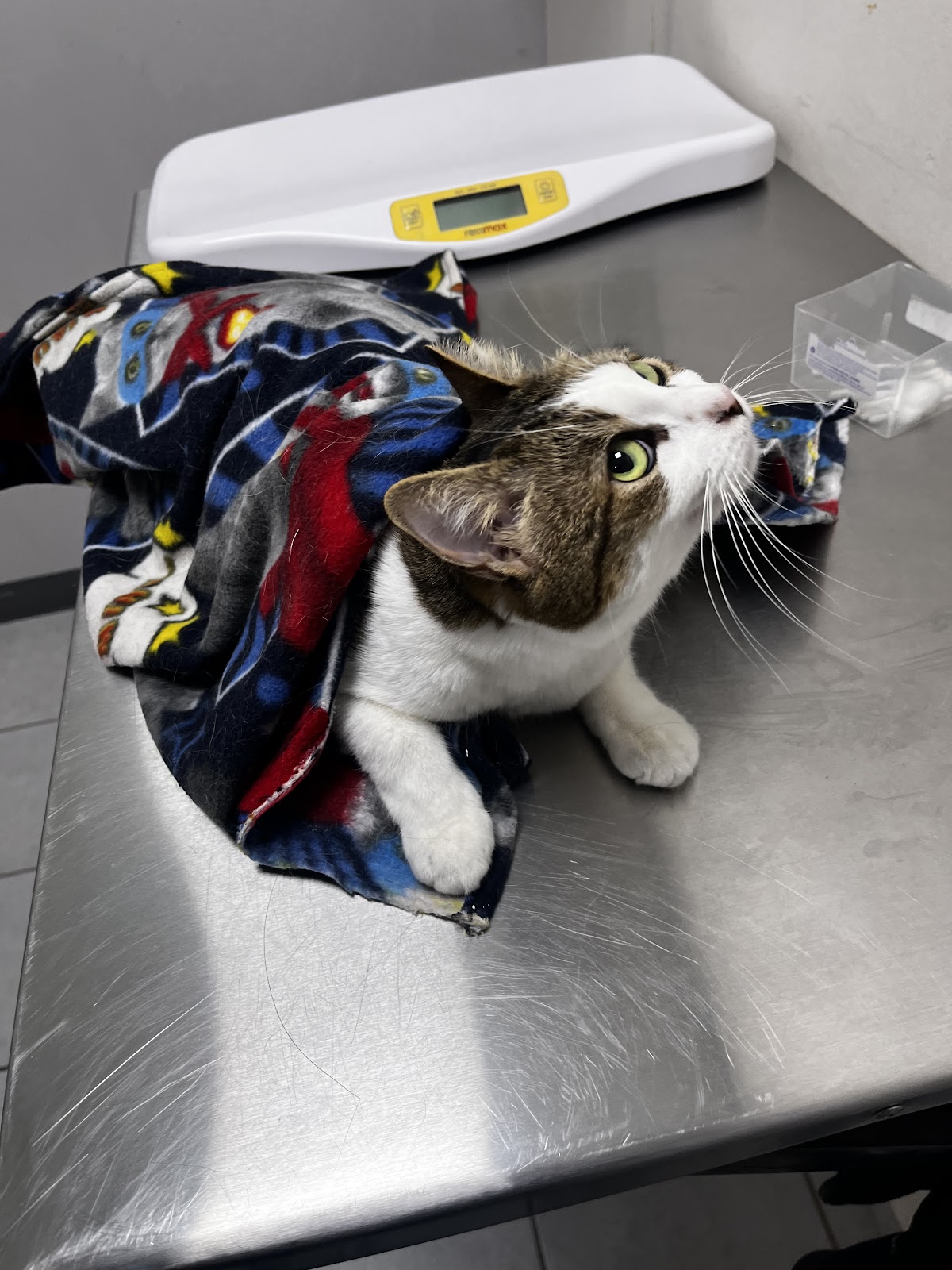 DICats clínica veterinaria — foto 3