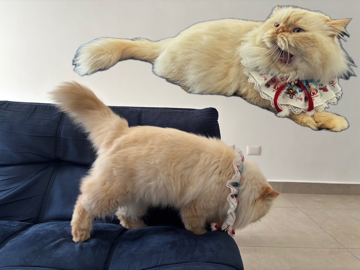 DICats clínica veterinaria — foto 4