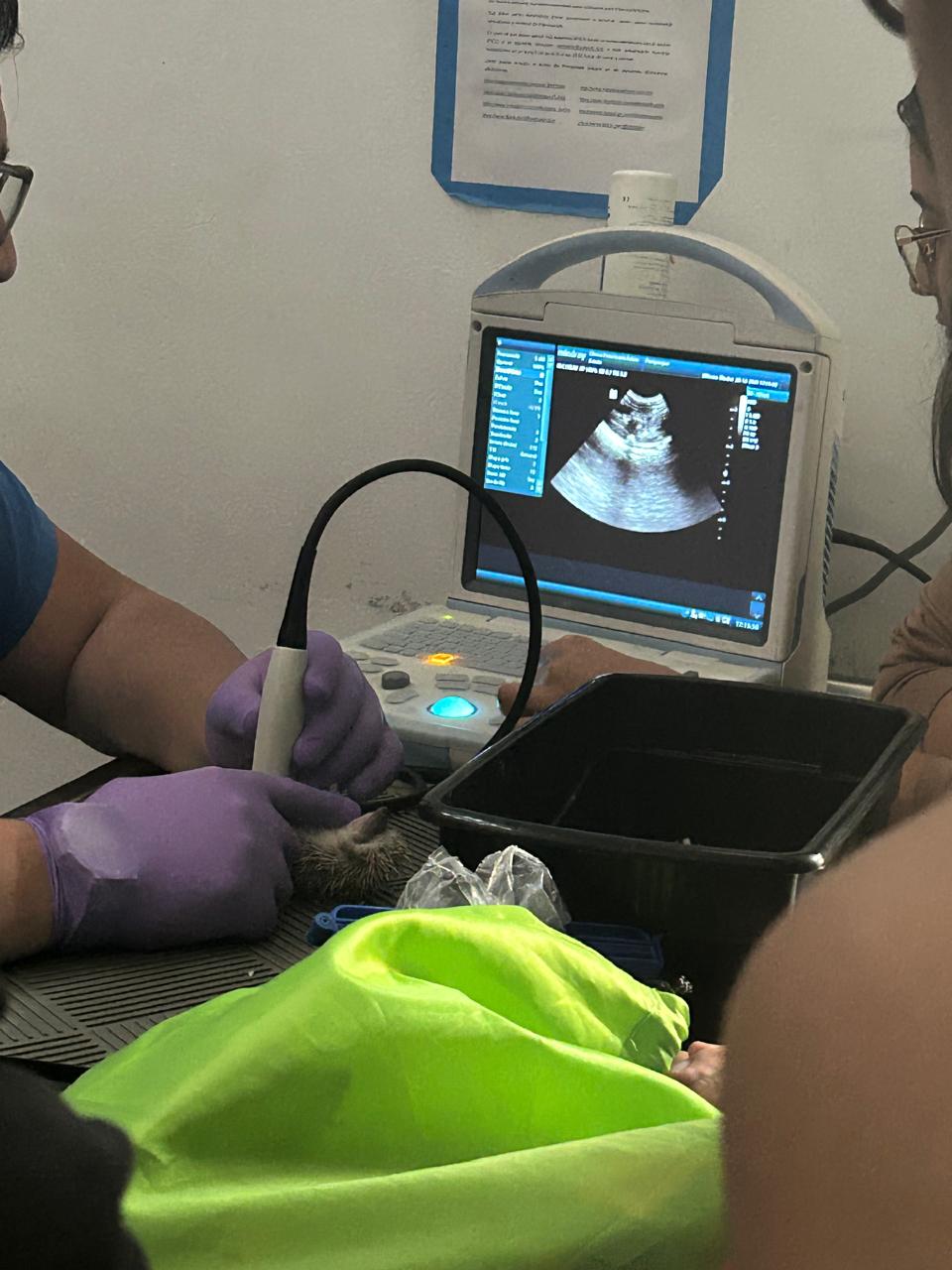 Hospital veterinario BALAM CENTRO