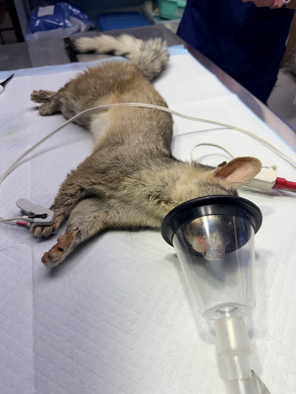 Hospital veterinario BALAM CENTRO — foto 4