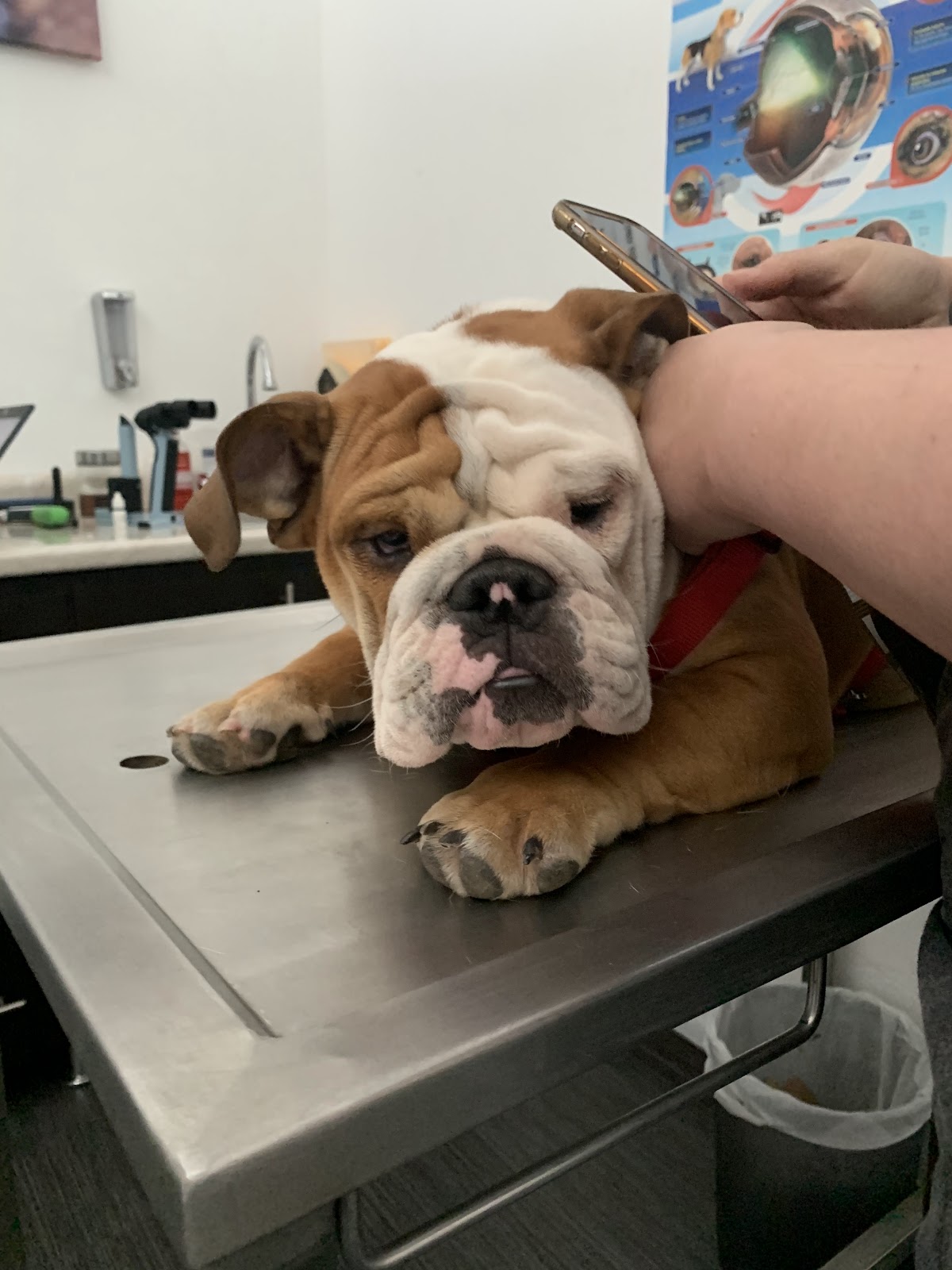 Meds for Pets — foto 3