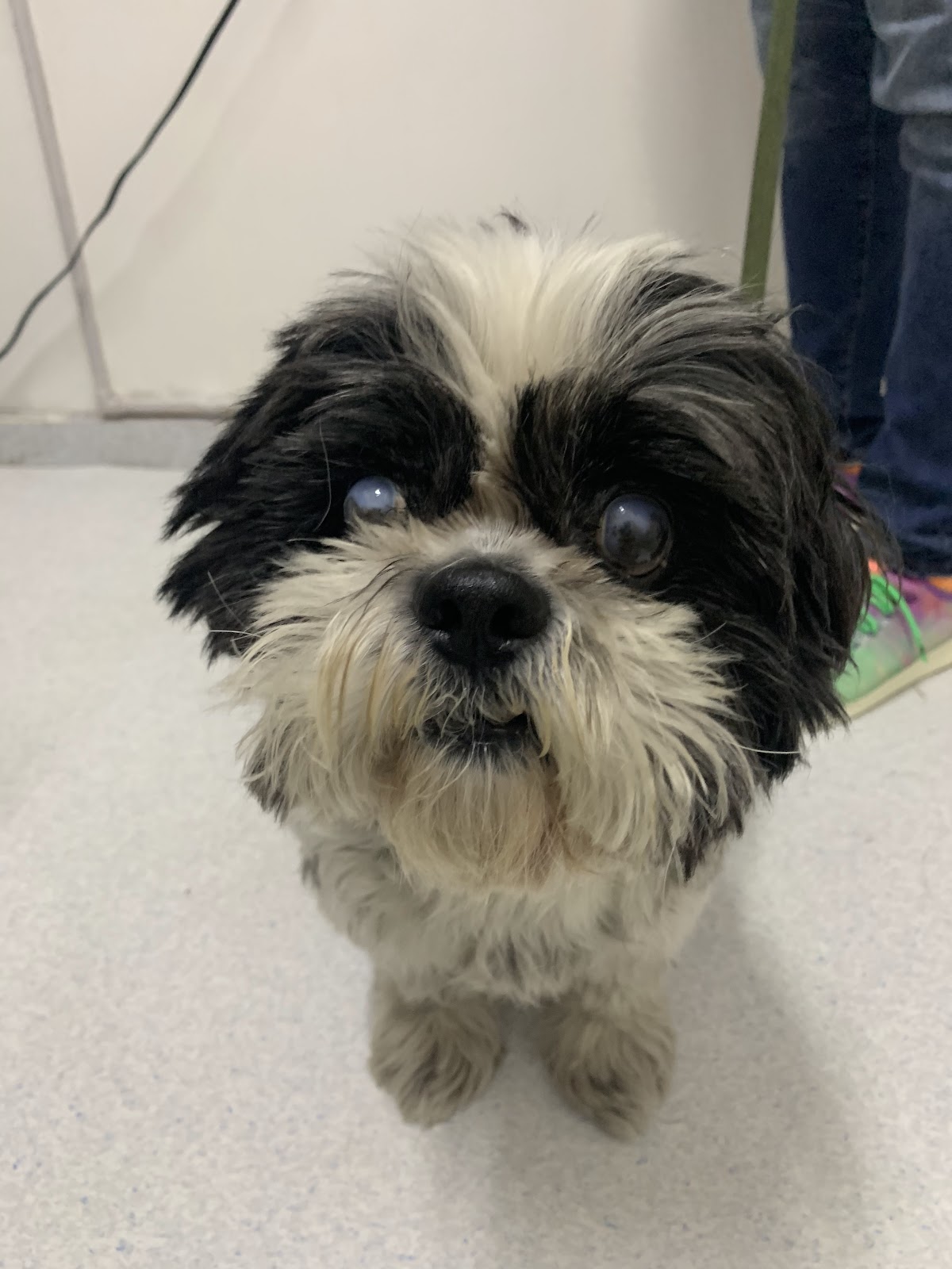 Meds for Pets — foto 4