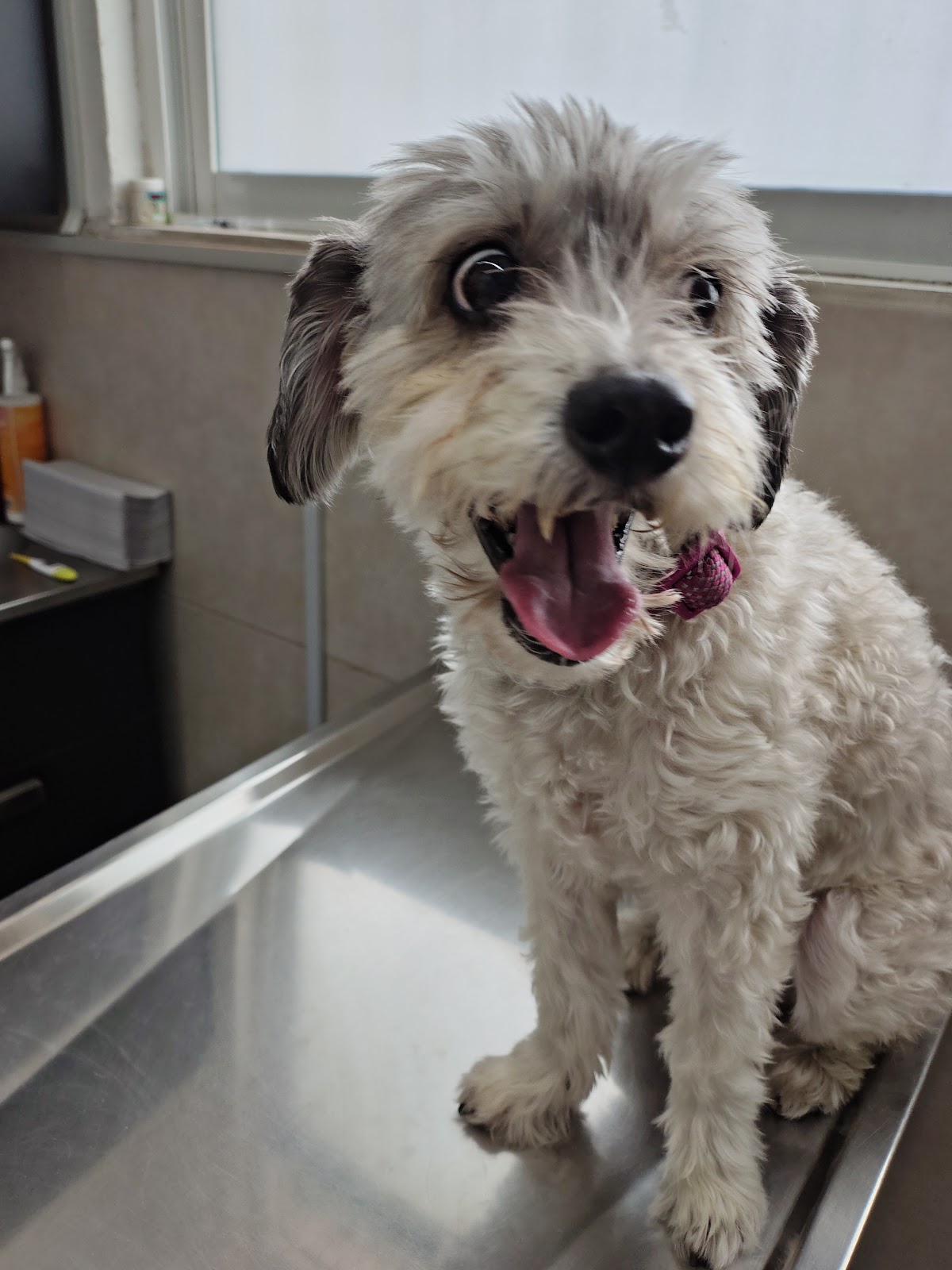 Cambia un destino Hospital de animales — foto 3