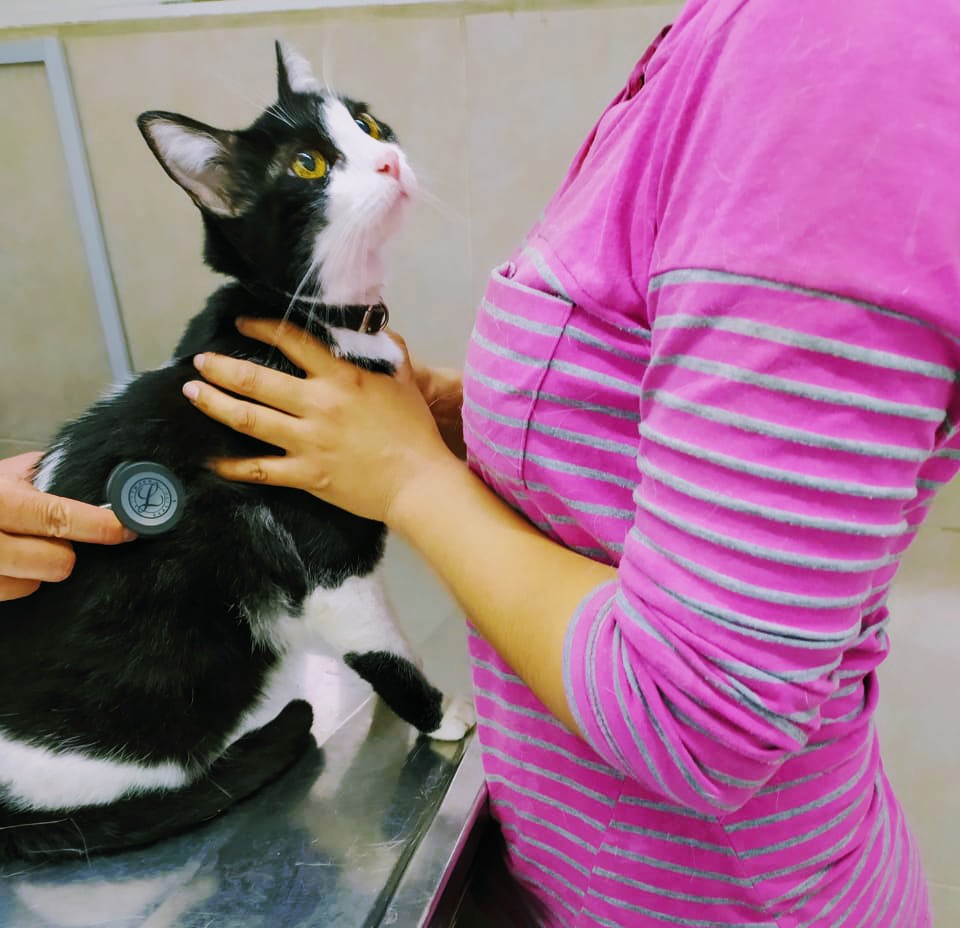 Cambia un destino Hospital de animales — foto 4