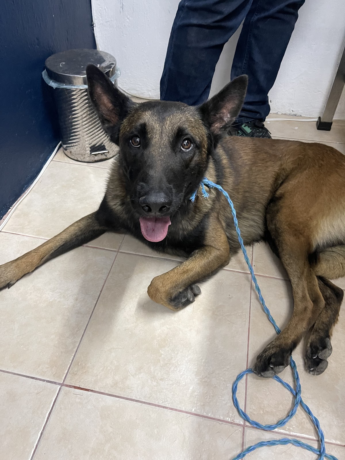 Dogtor Care hospital veterinario 24 horas — foto 2