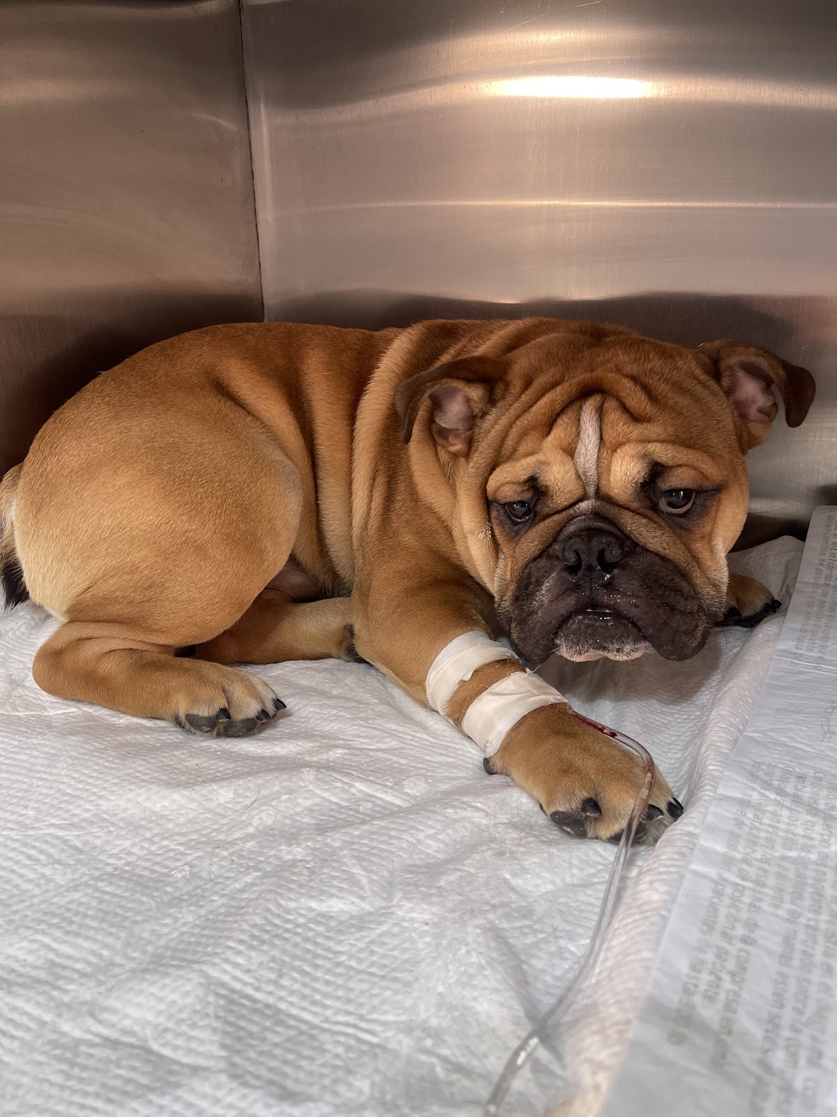 Dogtor Care hospital veterinario 24 horas — foto 3