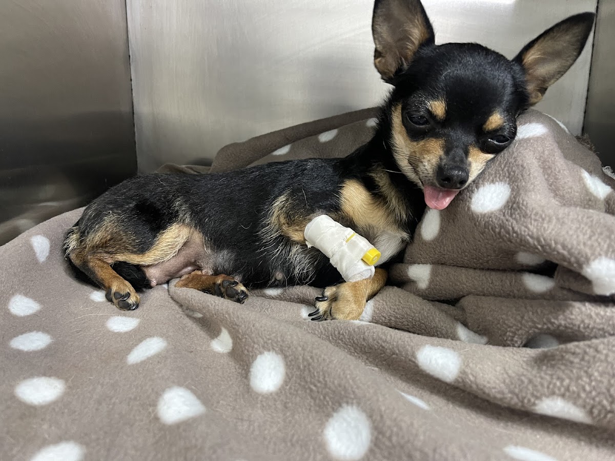 Dogtor Care hospital veterinario 24 horas — foto 4