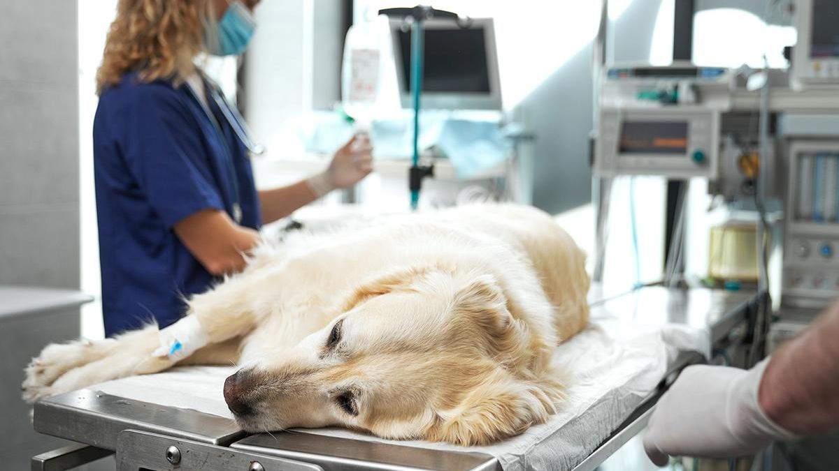 Hospital Healthy Puppy