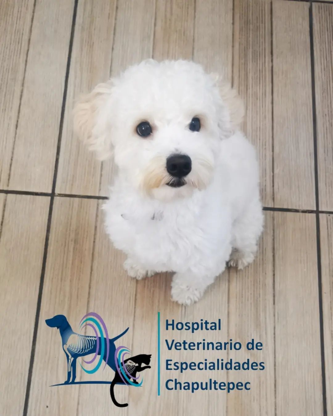 Hospital Veterinario De Especialidades Chapultepec — foto 2