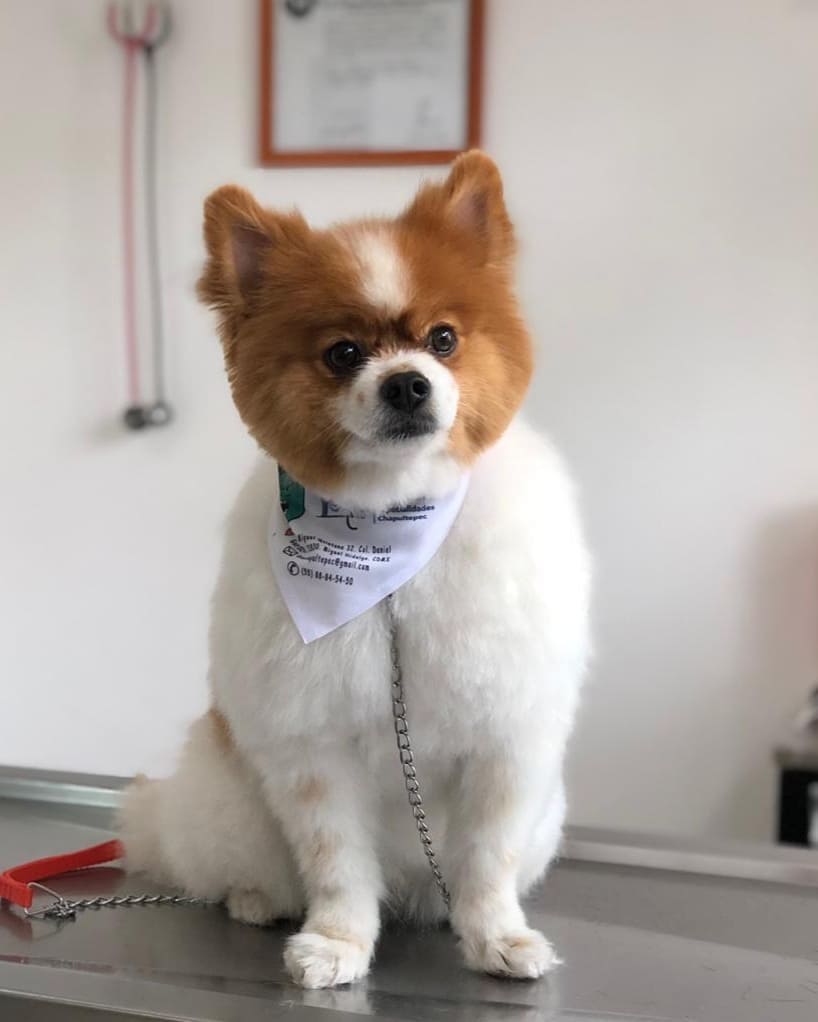 Hospital Veterinario De Especialidades Chapultepec — foto 3