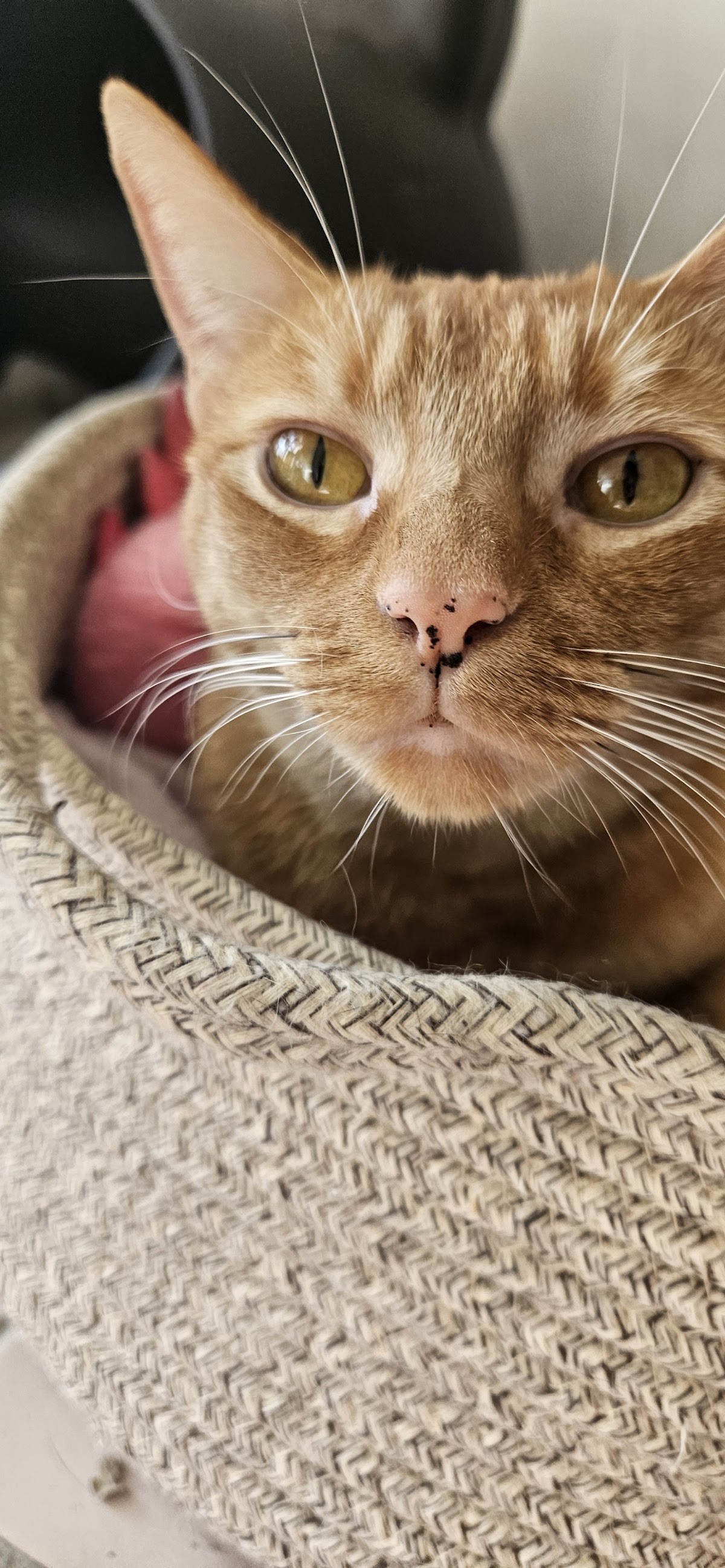 Clinicat Veterinaria LANGOSTITAS — foto 2
