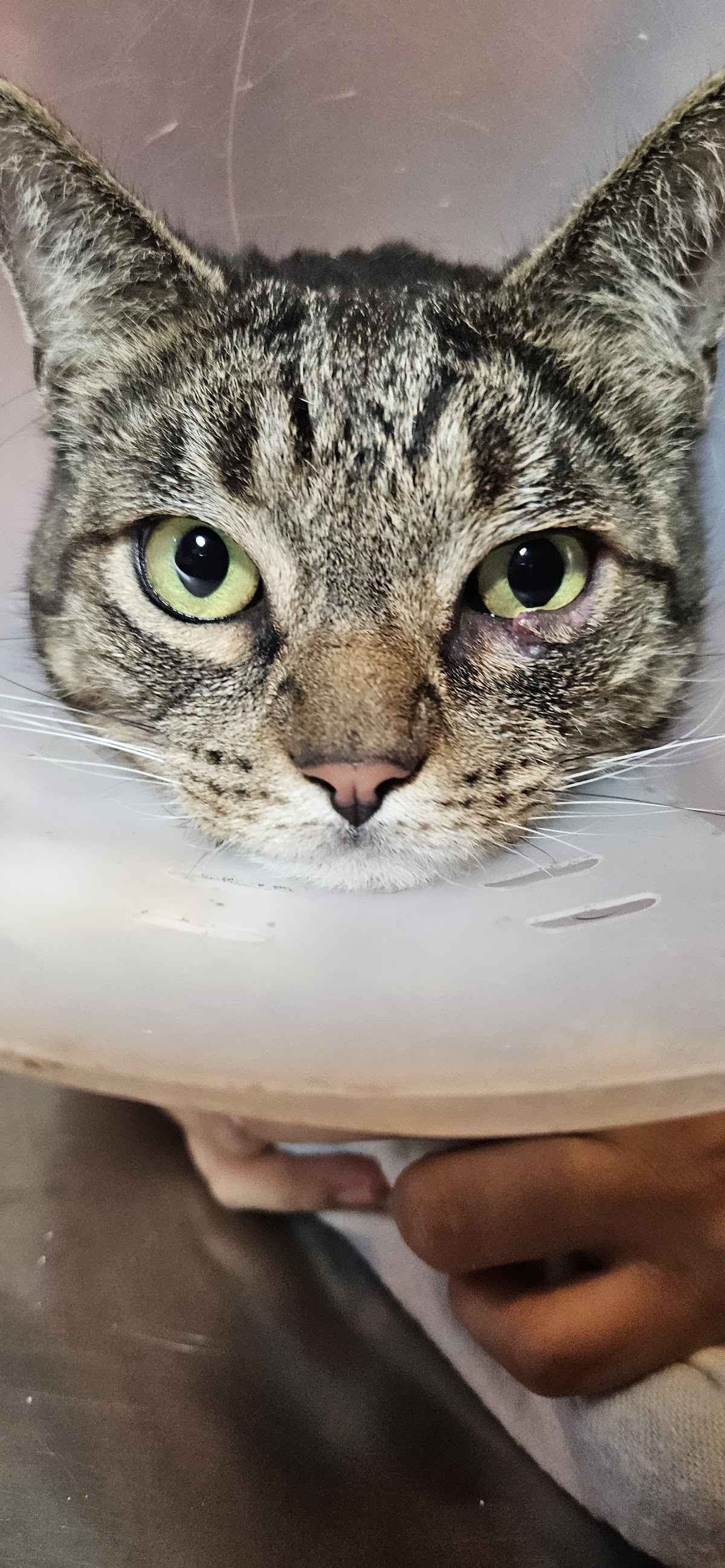 Clinicat Veterinaria LANGOSTITAS — foto 3