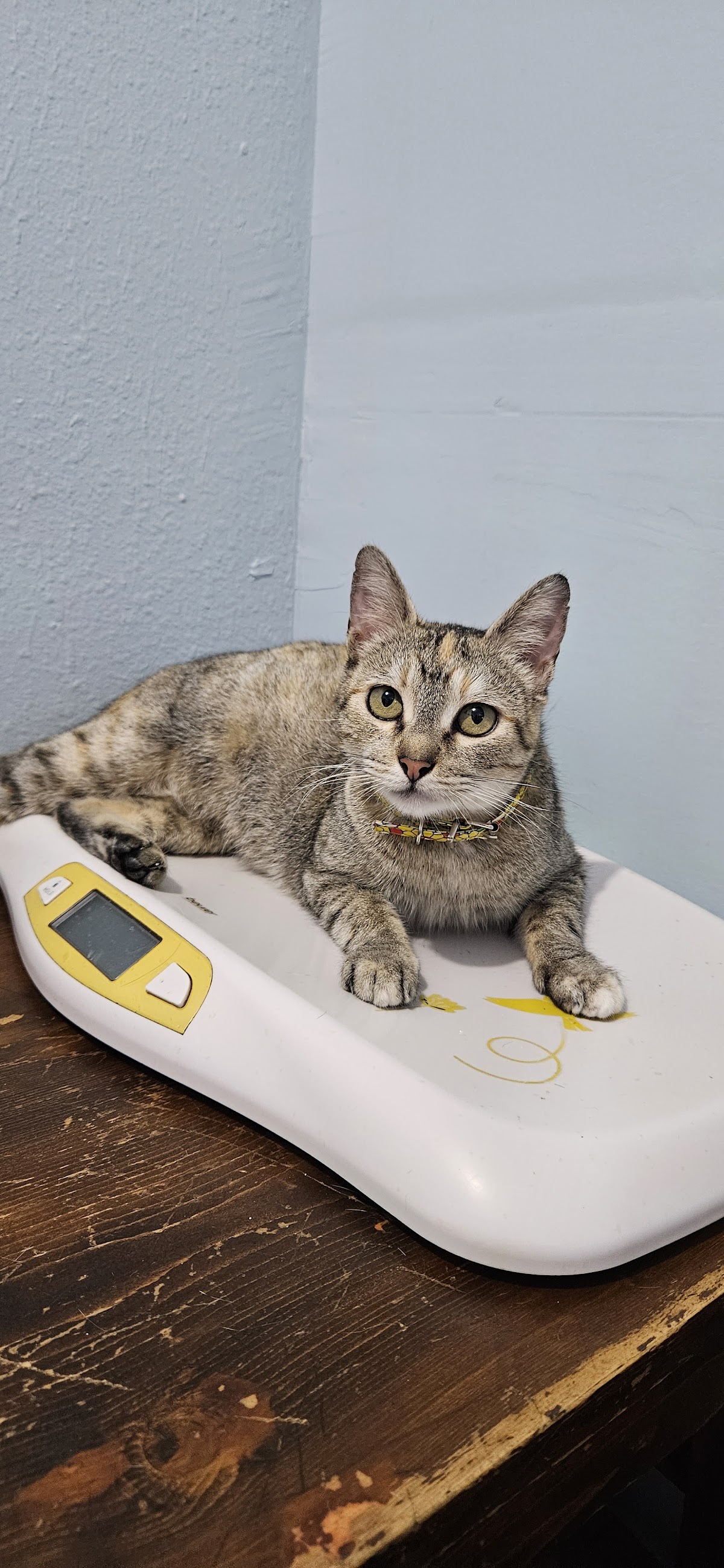 Clinicat Veterinaria LANGOSTITAS — foto 4