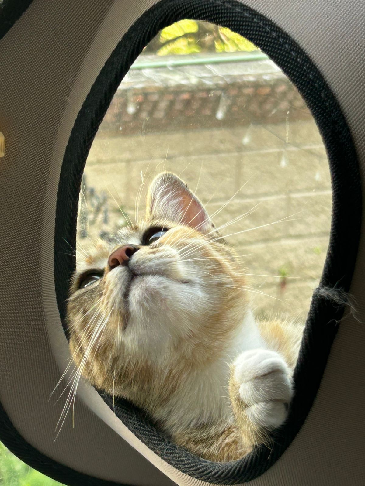 Clínica Veterinaria Rosete — foto 2