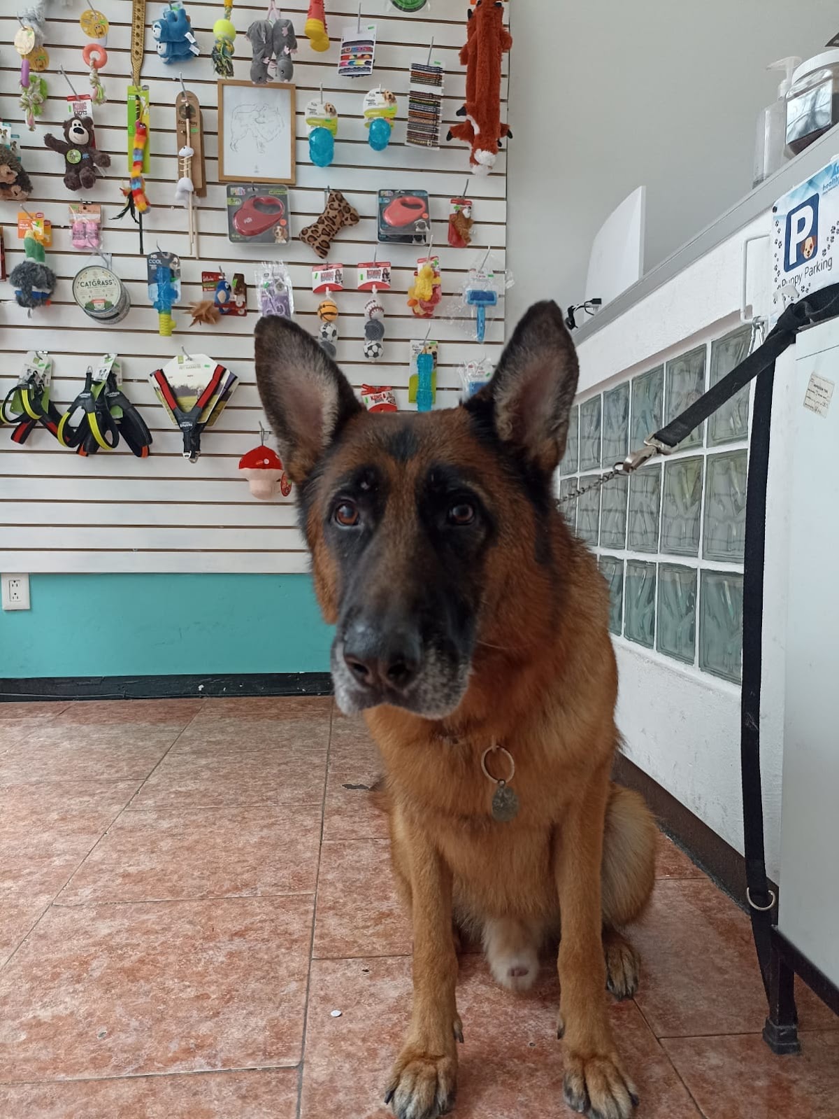 Healthy Pet Veterinaria — foto 2